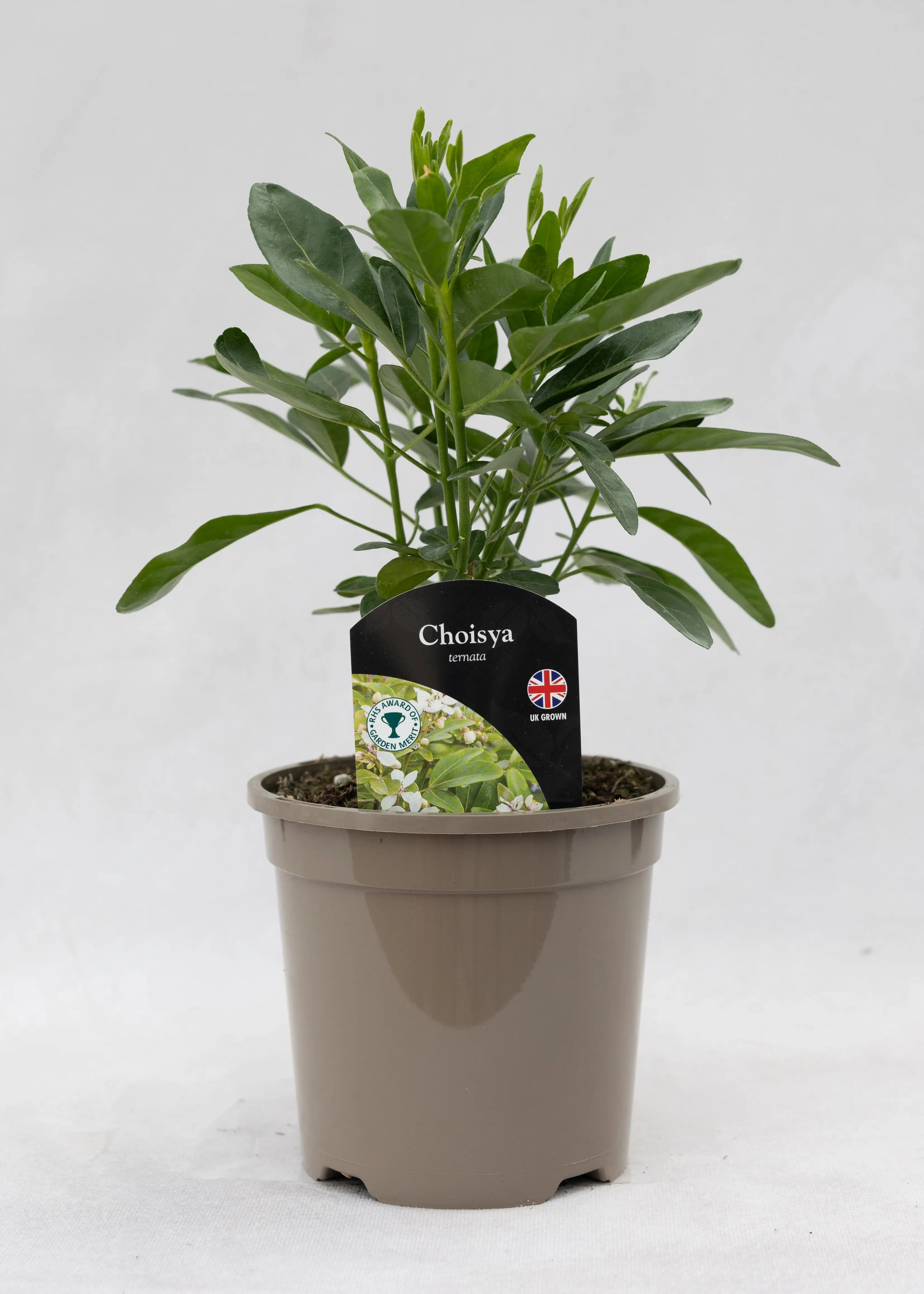 Choisya ternata