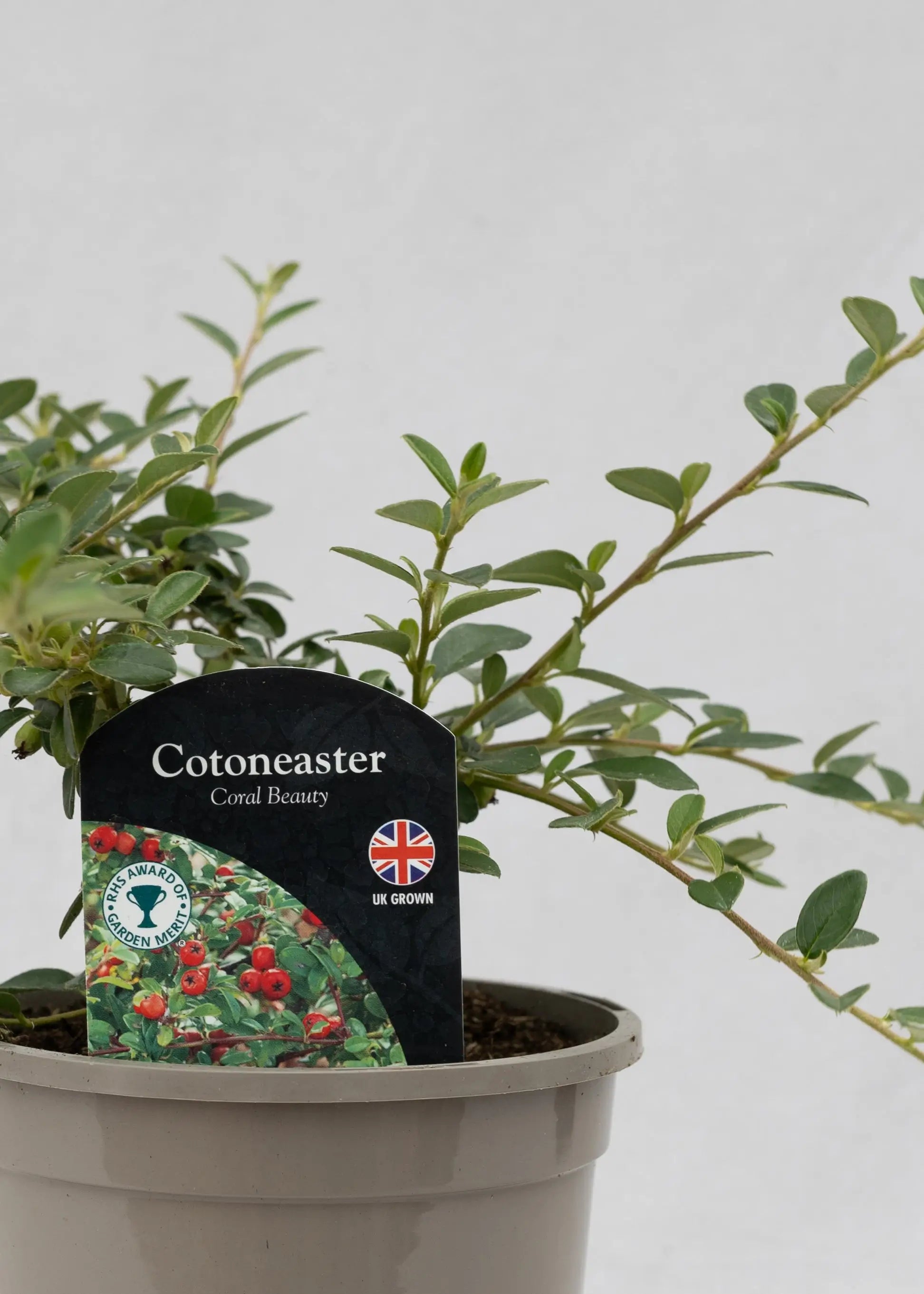Cotoneaster 'X suecicus Coral Beauty'