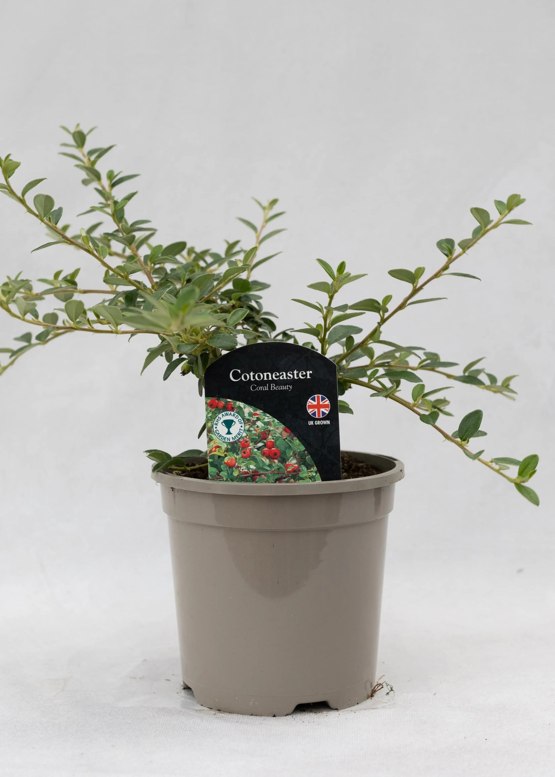 Cotoneaster 'X suecicus Coral Beauty'