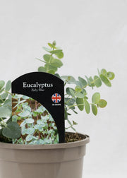 Eucalyptus pulverulenta 'Baby Blue'