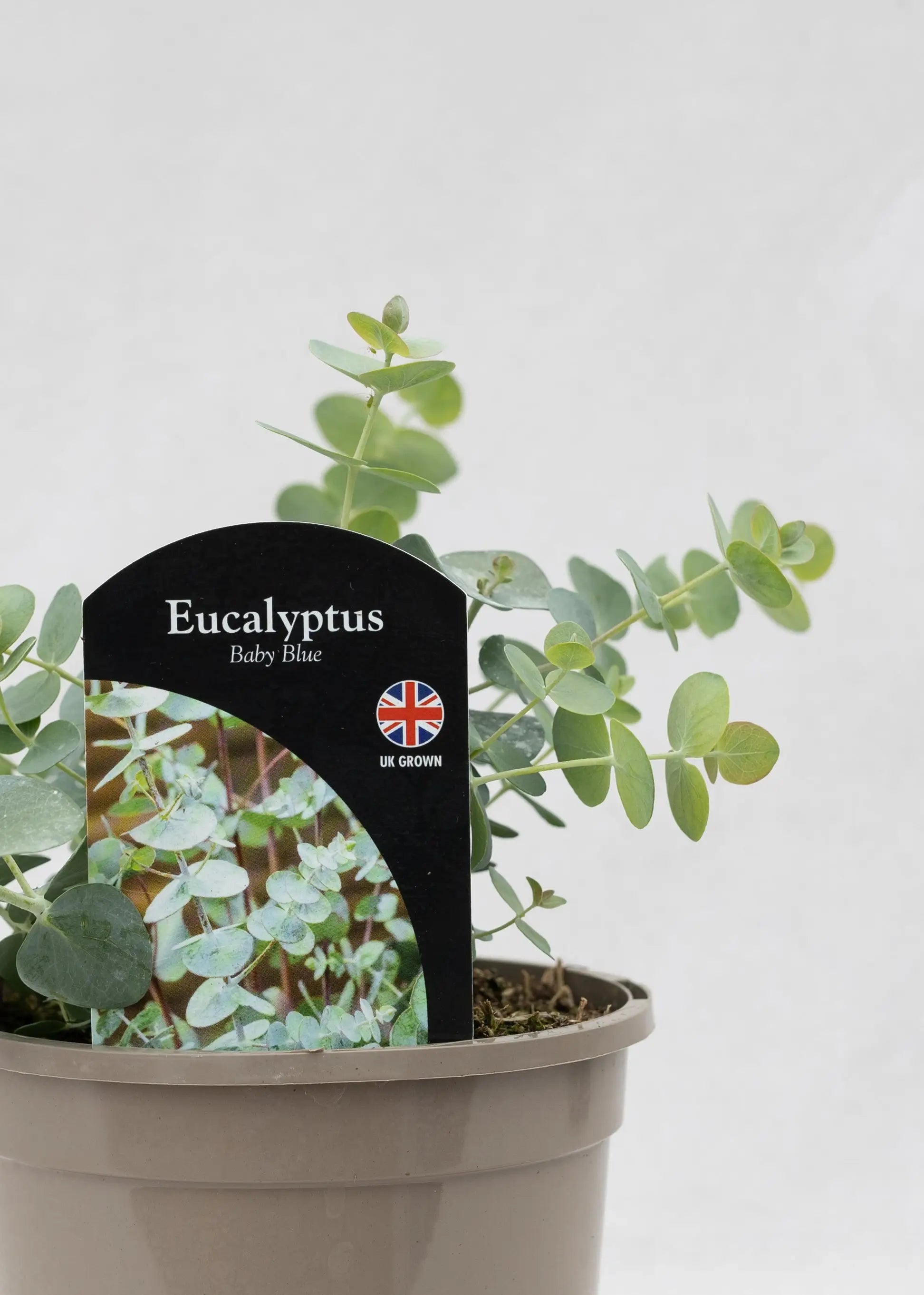 Eucalyptus pulverulenta 'Baby Blue'