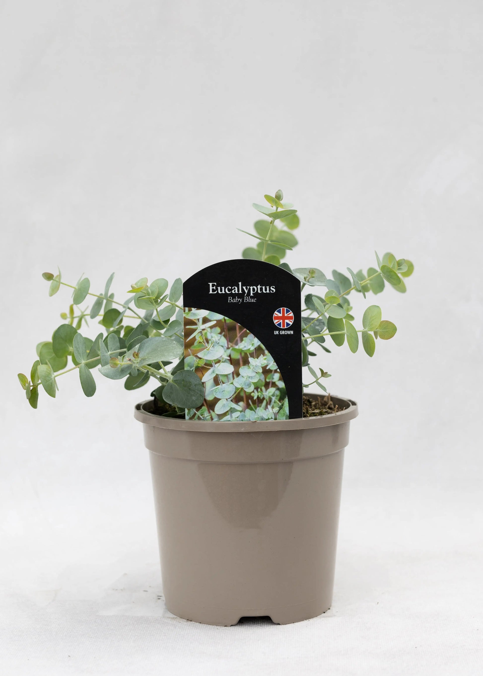 Eucalyptus pulverulenta 'Baby Blue'