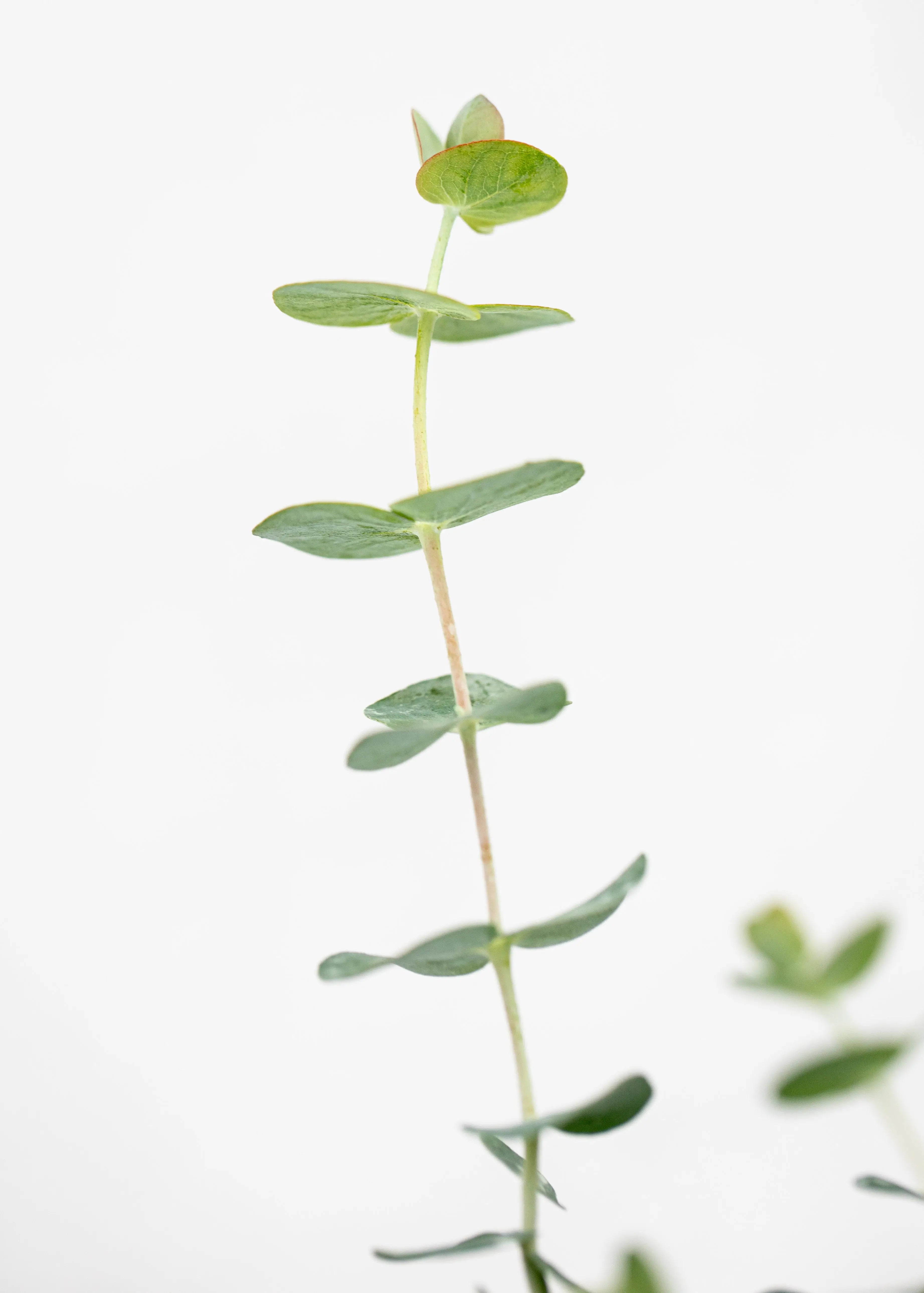 Eucalyptus pulverulenta 'Baby Blue'
