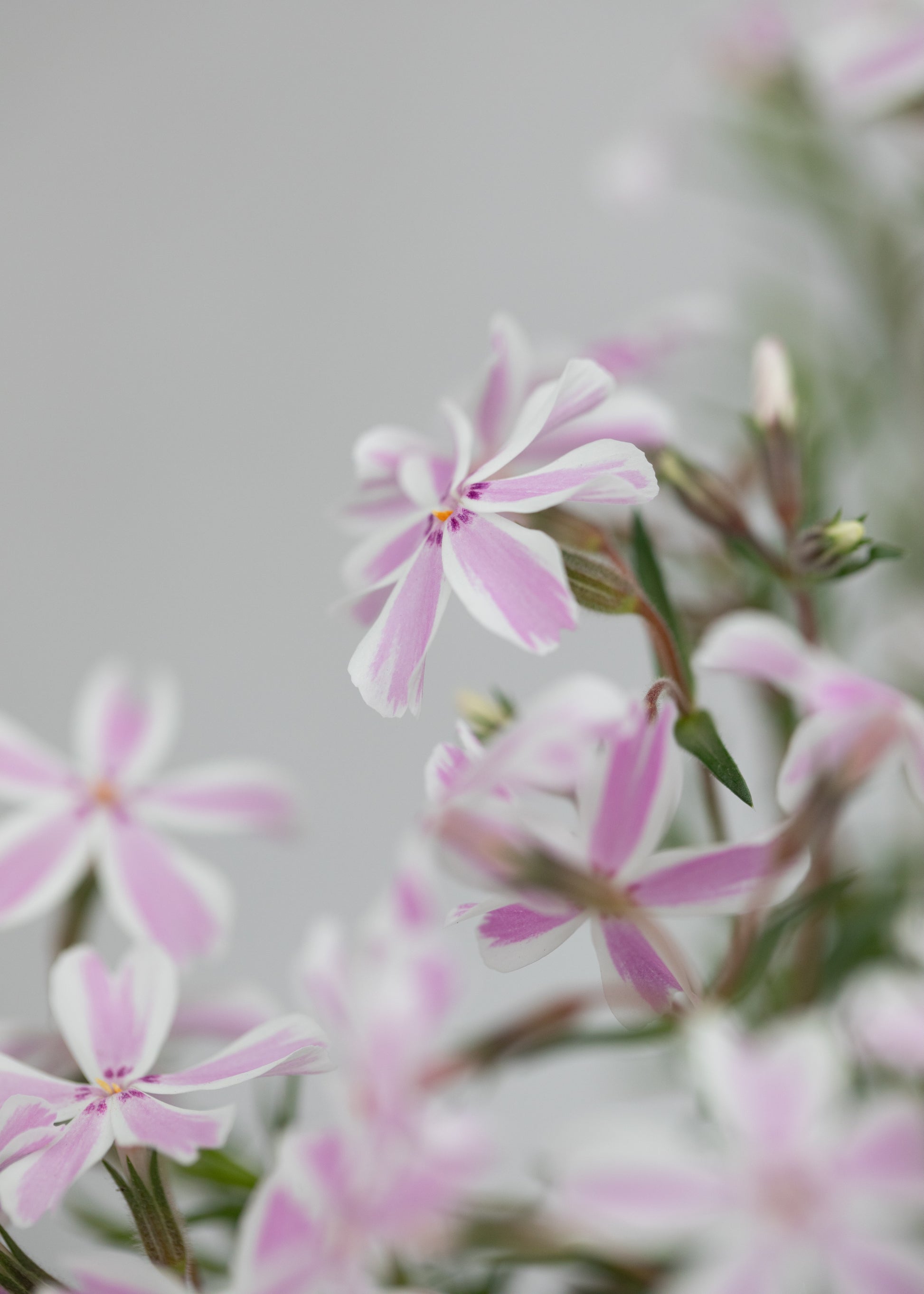 Phlox subulata 'Candy Stripes'