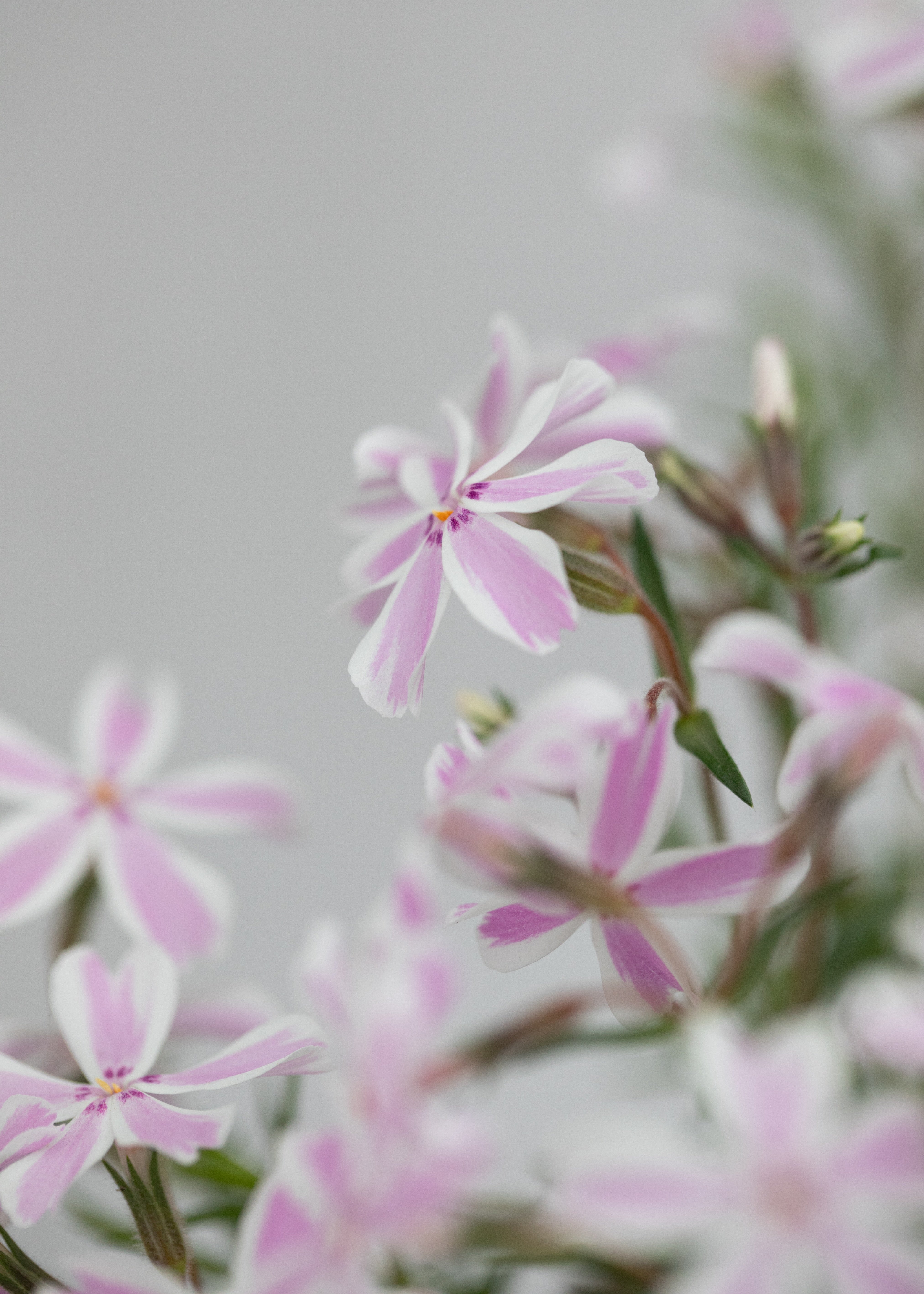 Phlox subulata 'Candy Stripes'