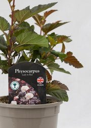 Physocarpus opulifolius 'Lady in Red'