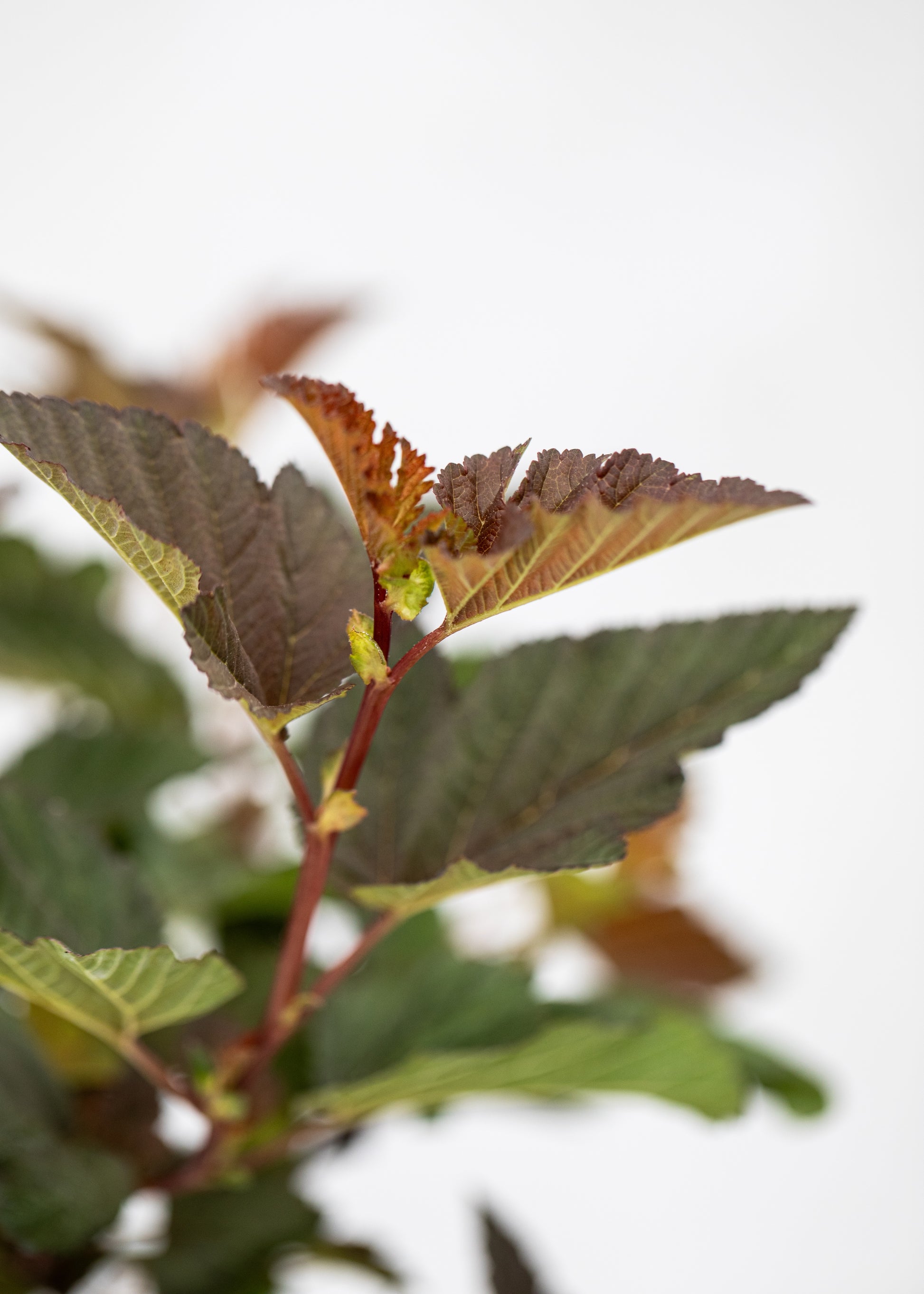 Physocarpus opulifolius 'Lady in Red'