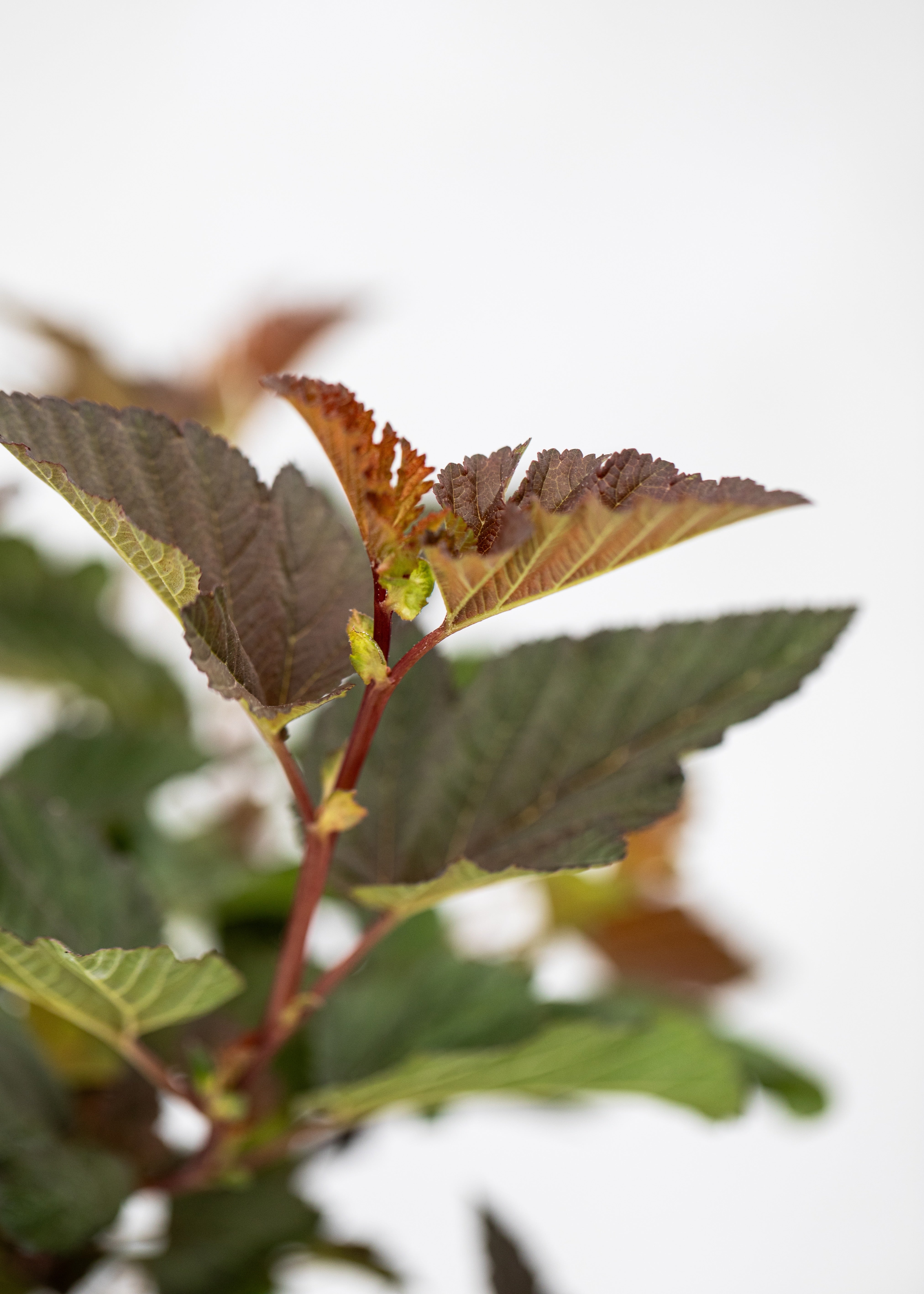 Physocarpus opulifolius 'Lady in Red'