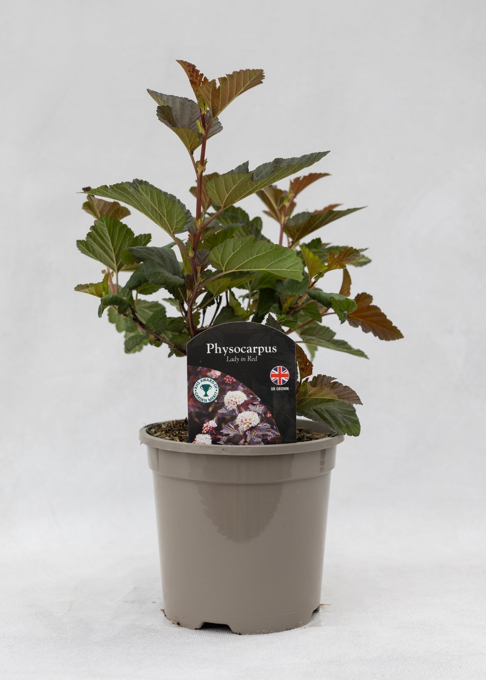 Physocarpus opulifolius 'Lady in Red'