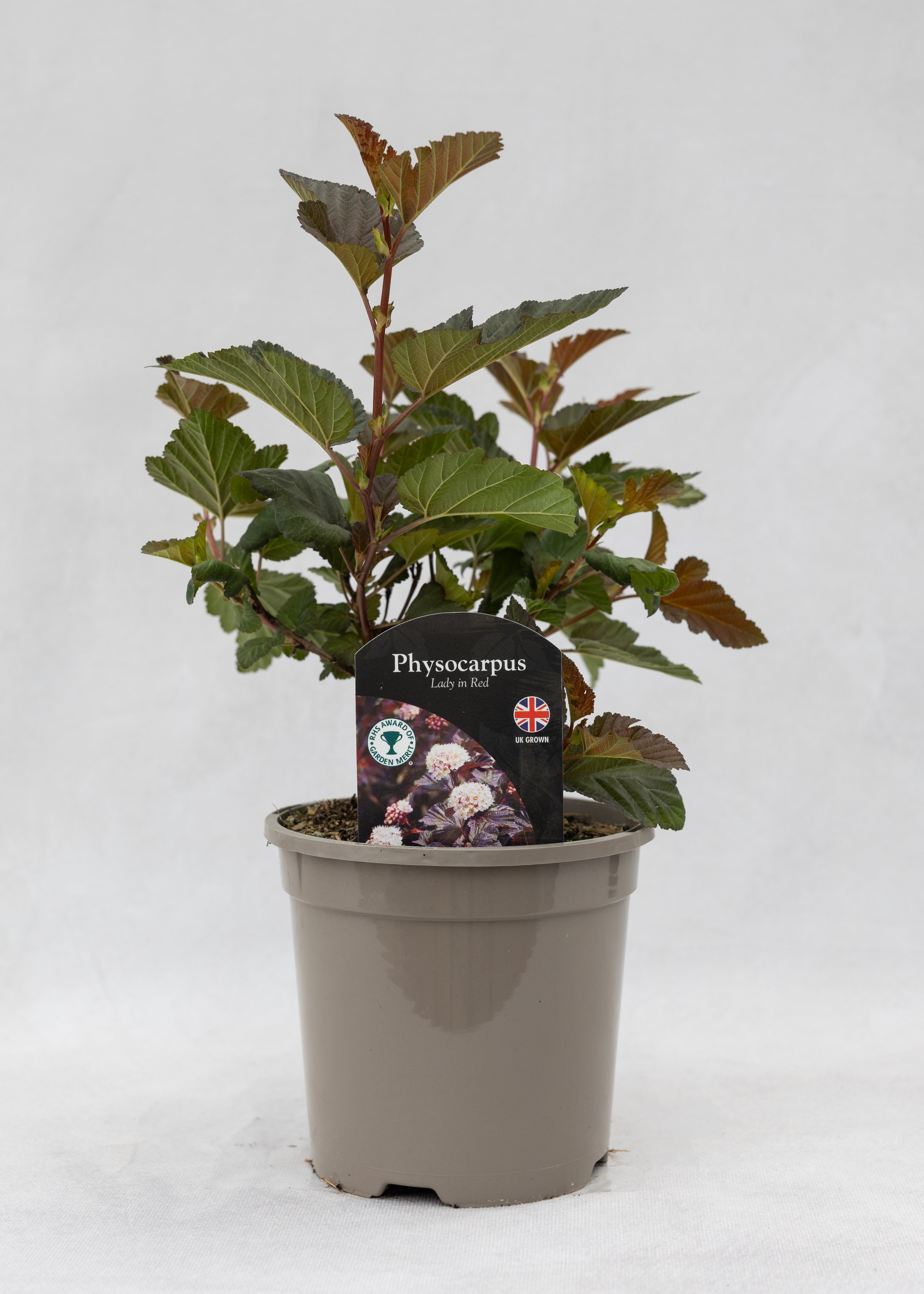 Physocarpus opulifolius 'Lady in Red'