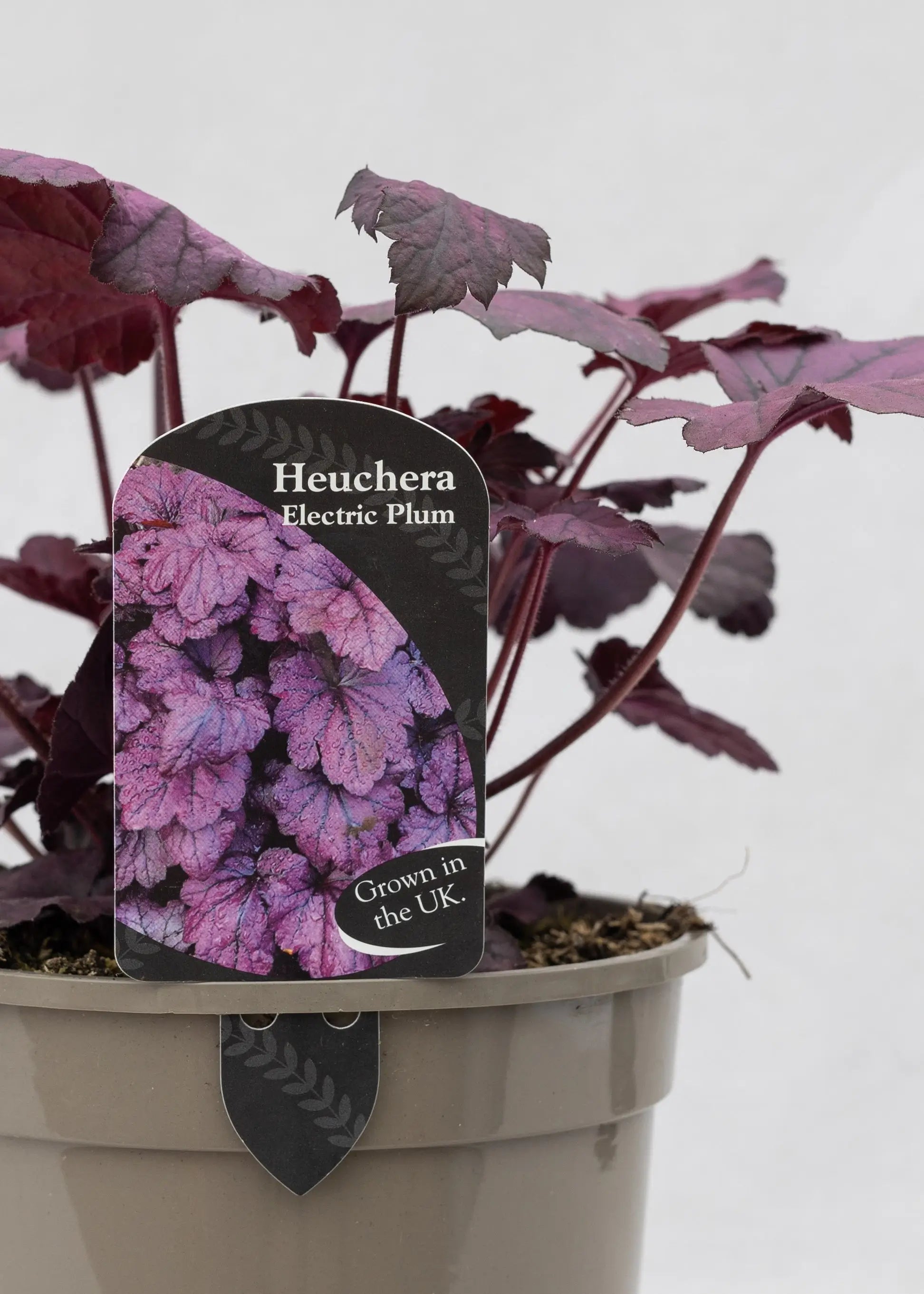 Heuchera 'Electric Plum'