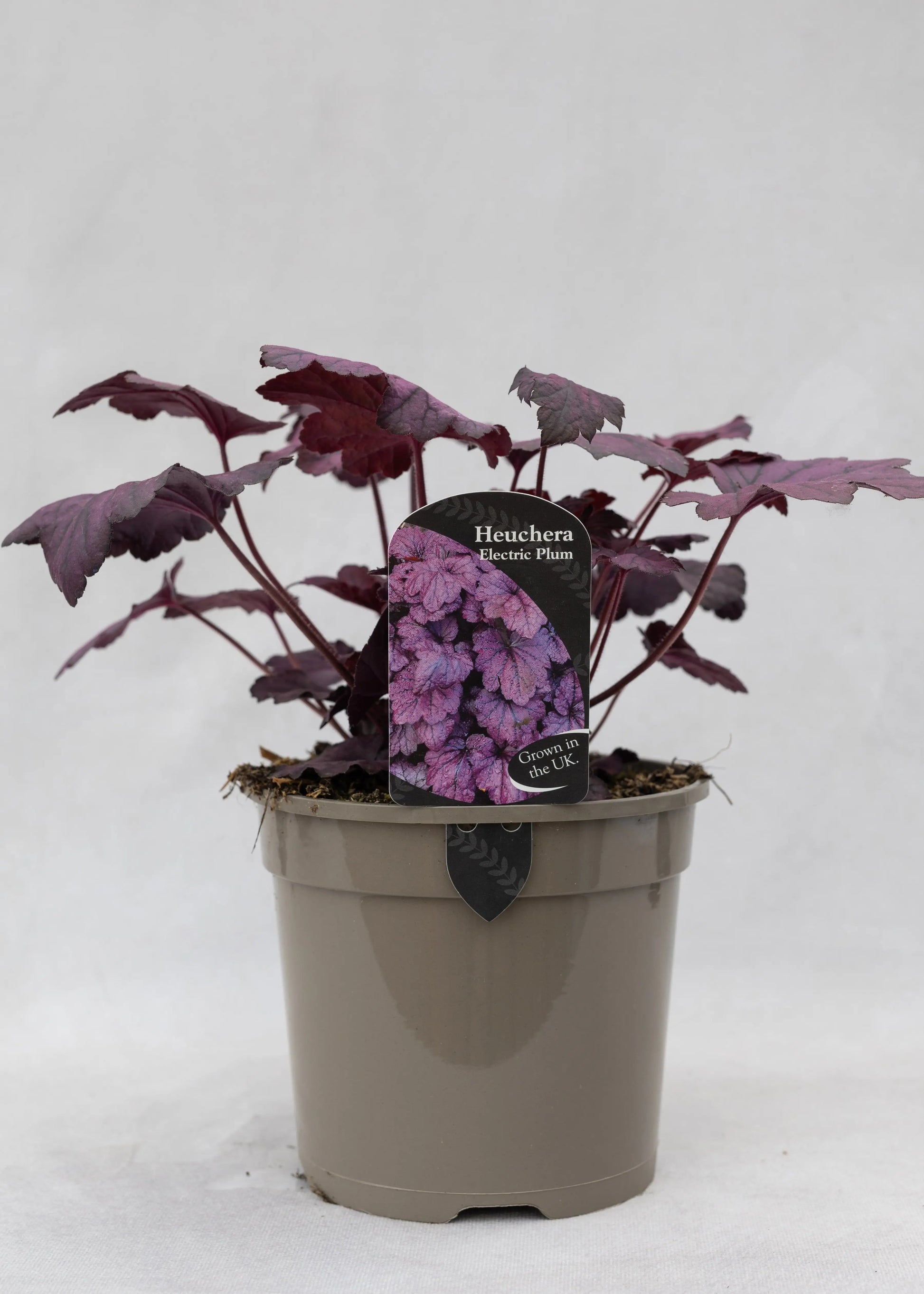Heuchera 'Electric Plum'