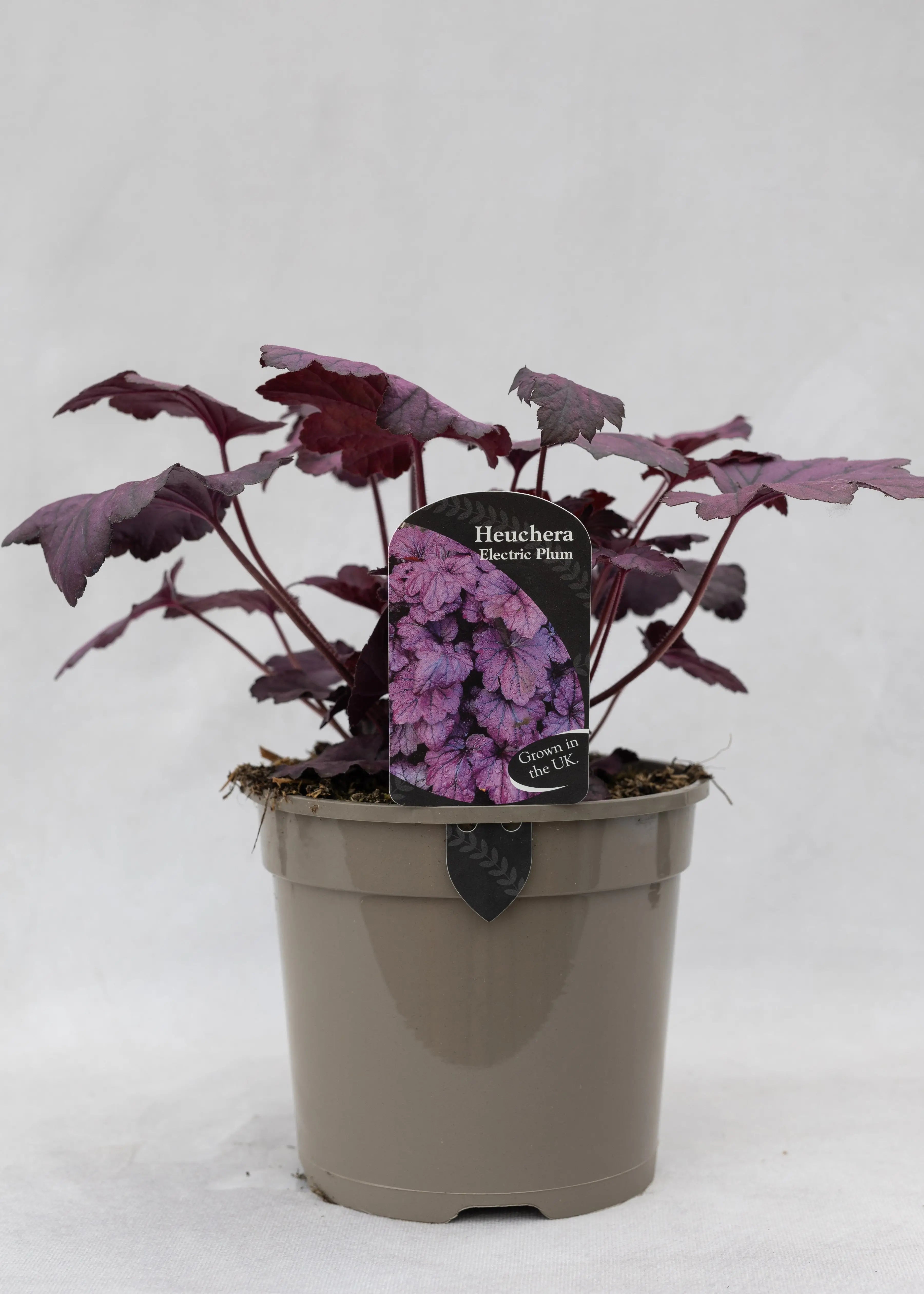 Heuchera 'Electric Plum'