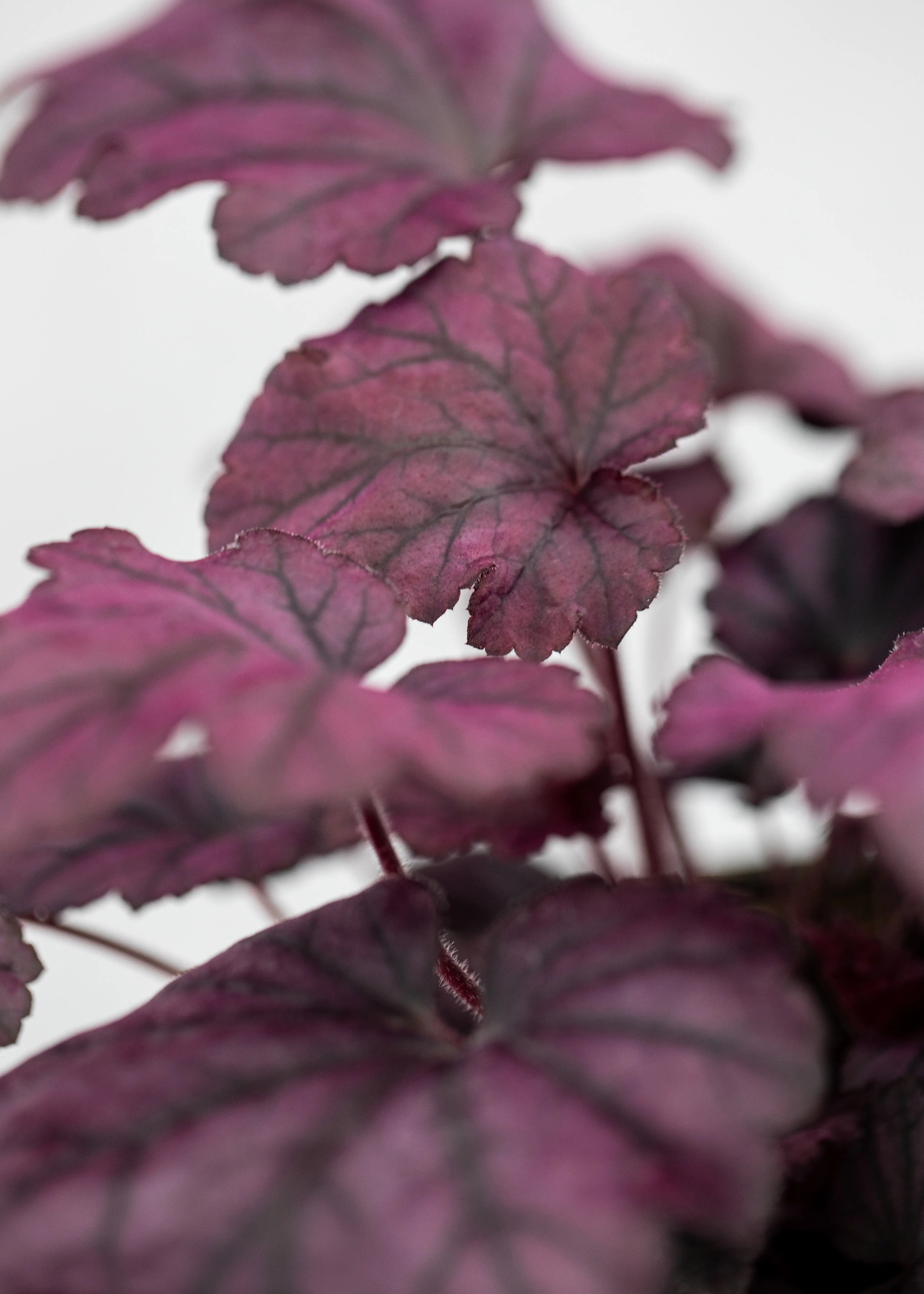 Heuchera 'Electric Plum'