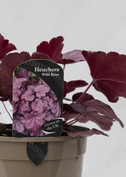 Heuchera 'Wild Rose'