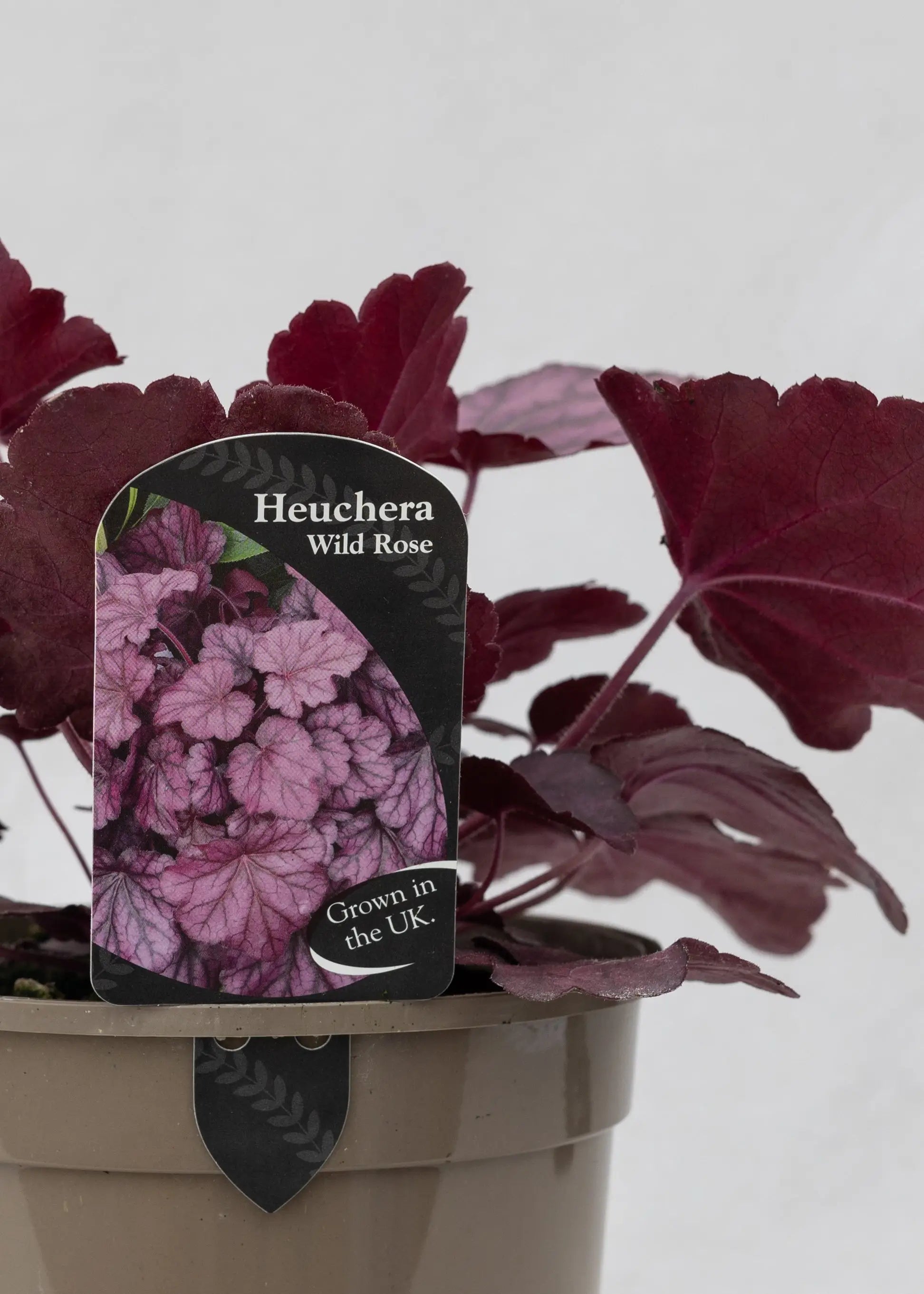 Heuchera 'Wild Rose'