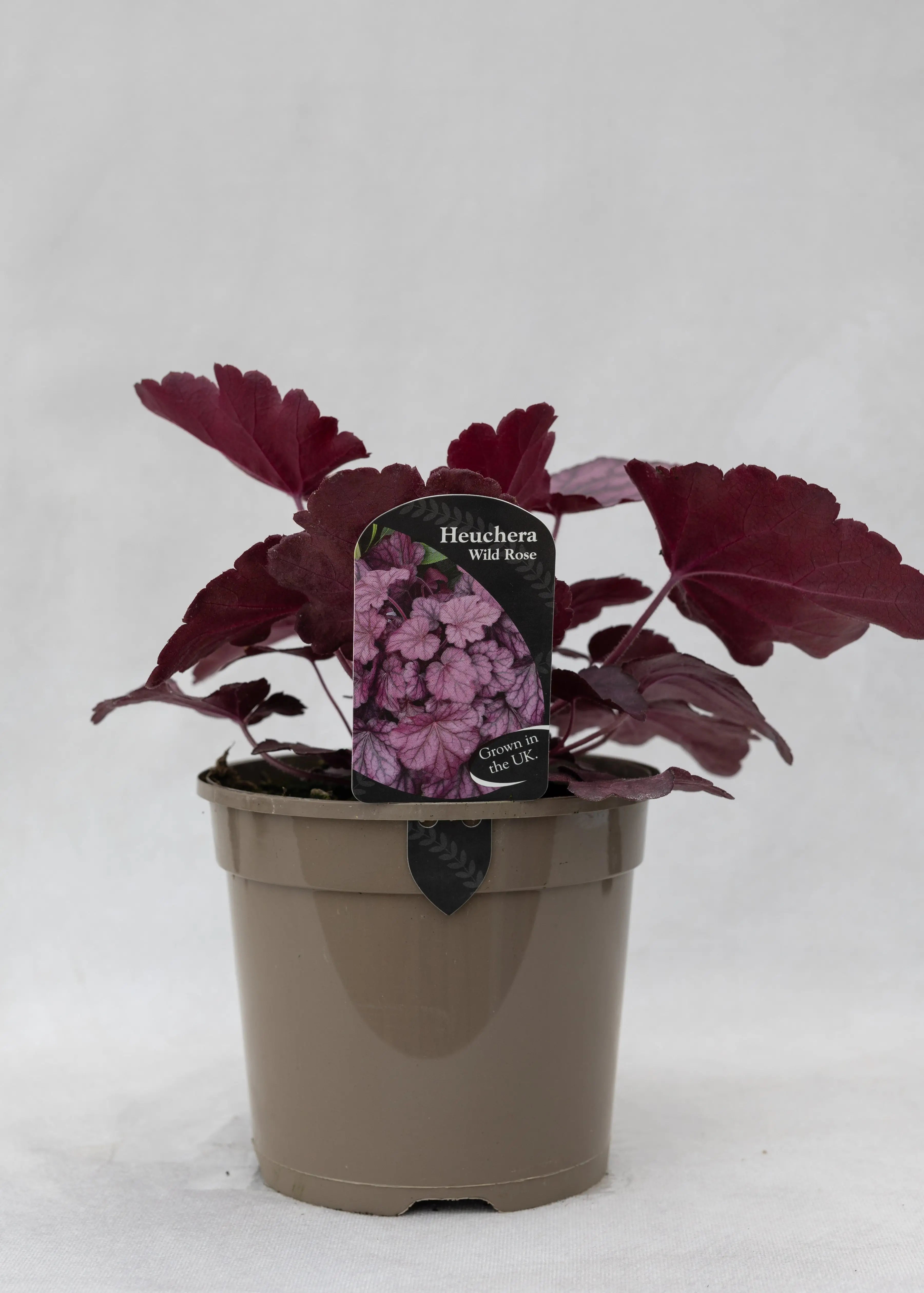 Heuchera 'Wild Rose'