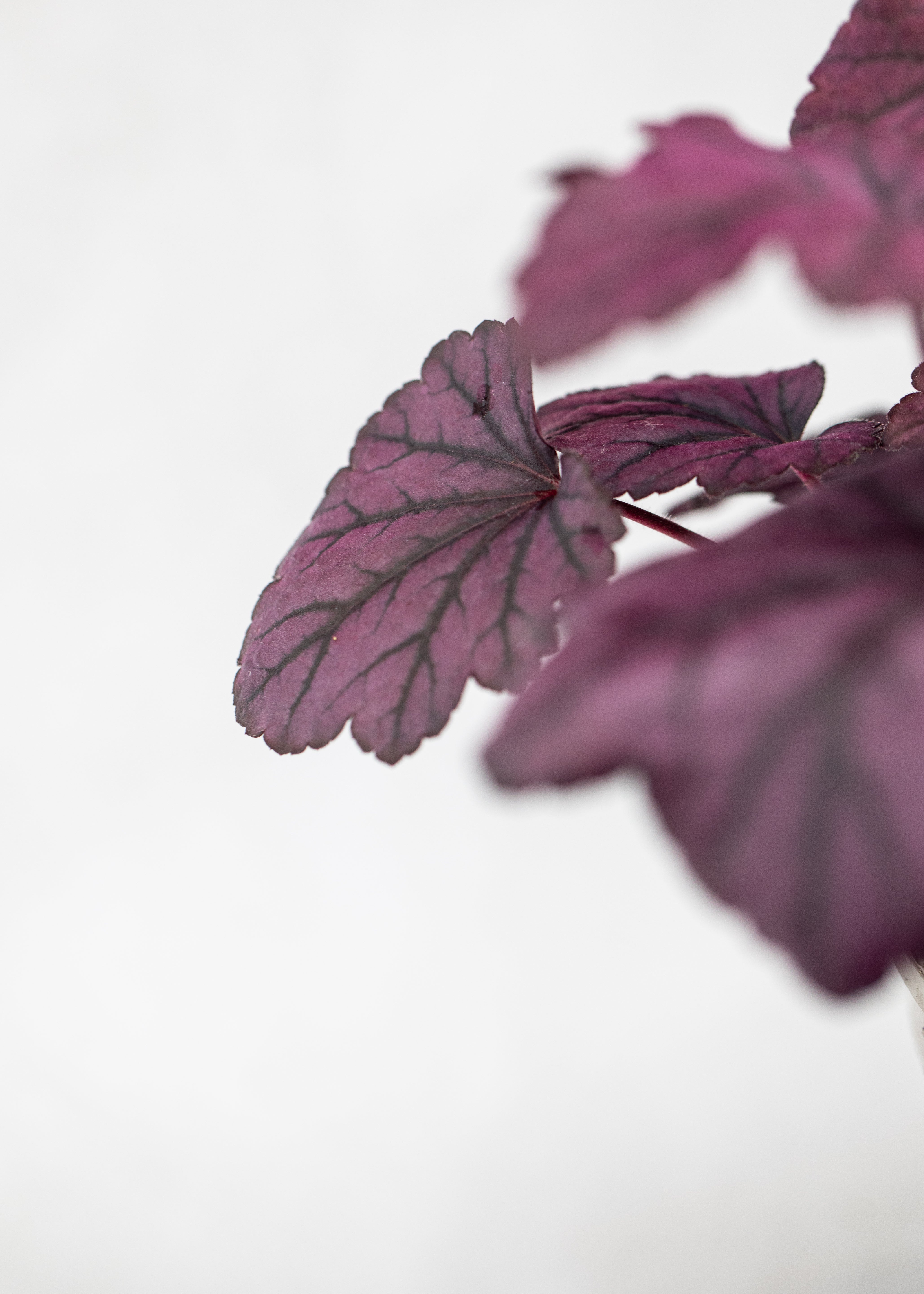 Heuchera 'Wild Rose'