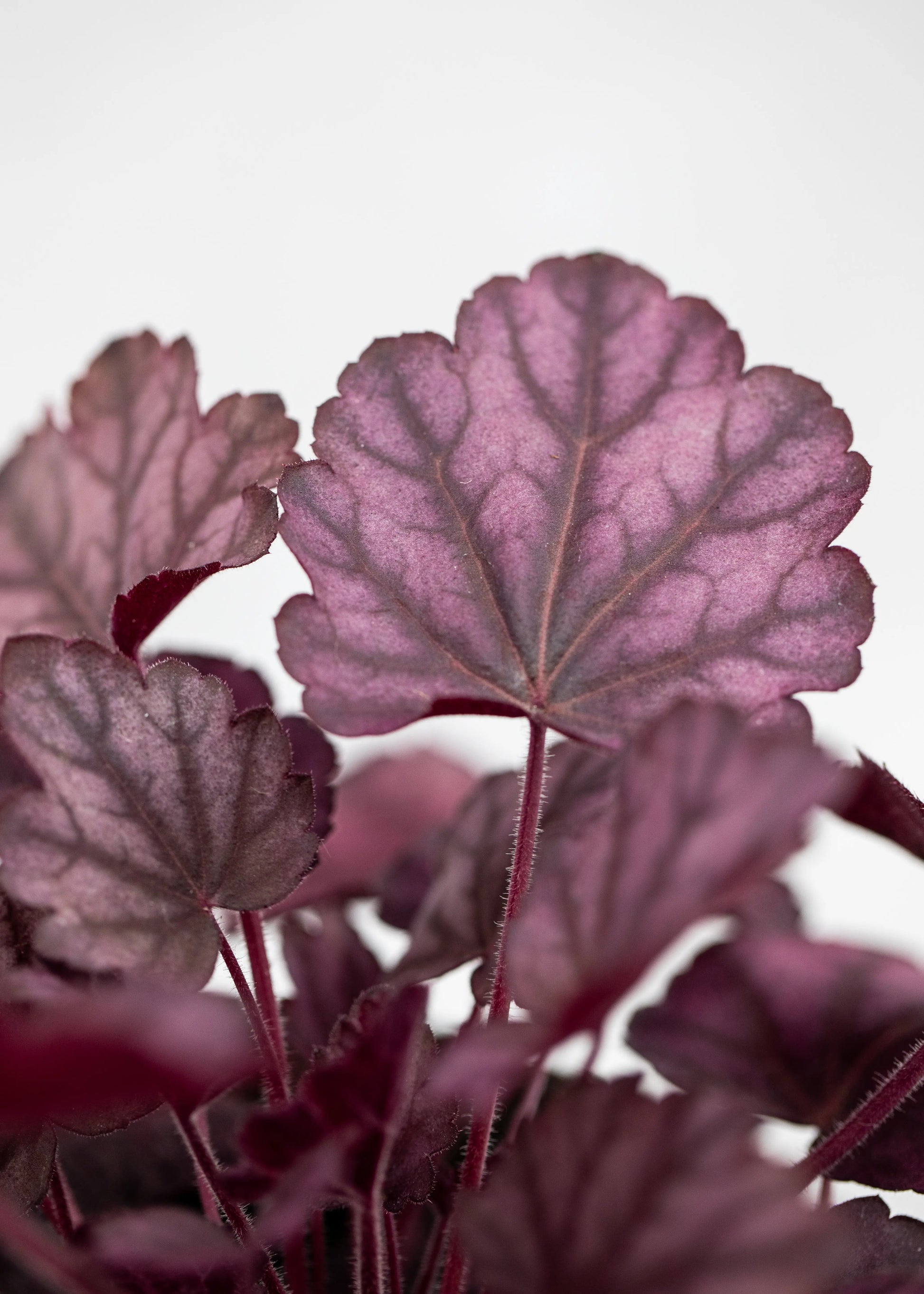 Heuchera 'Wild Rose'