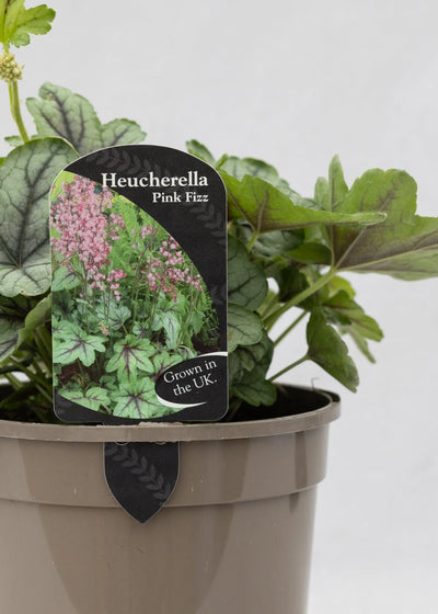 Heucherella 'Pink Fizz'