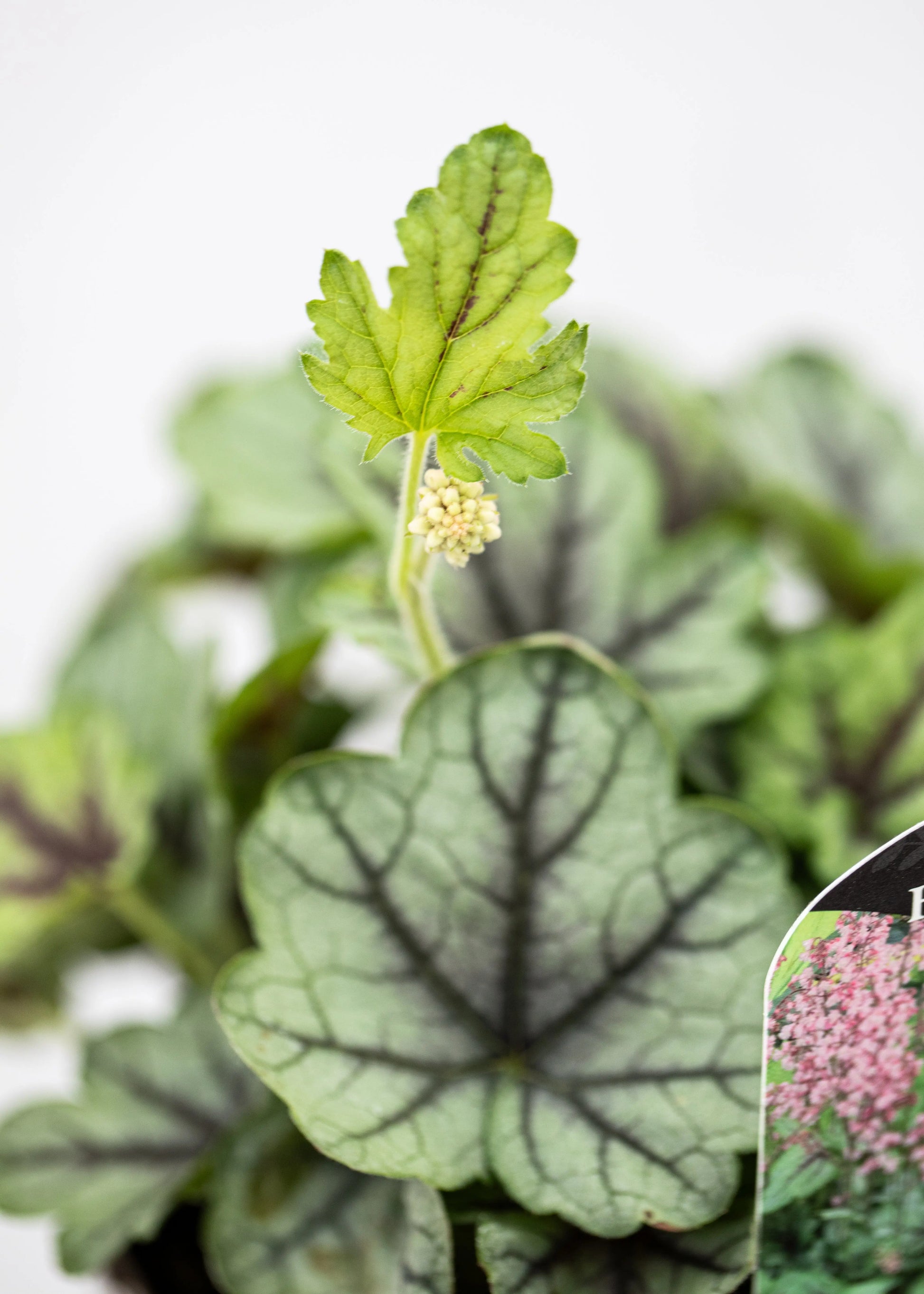 Heucherella 'Pink Fizz'