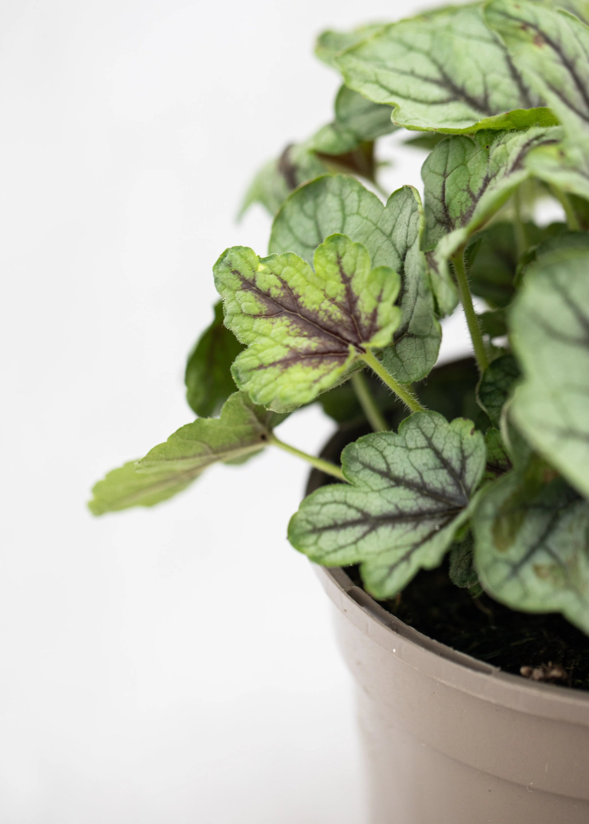Heucherella 'Pink Fizz'