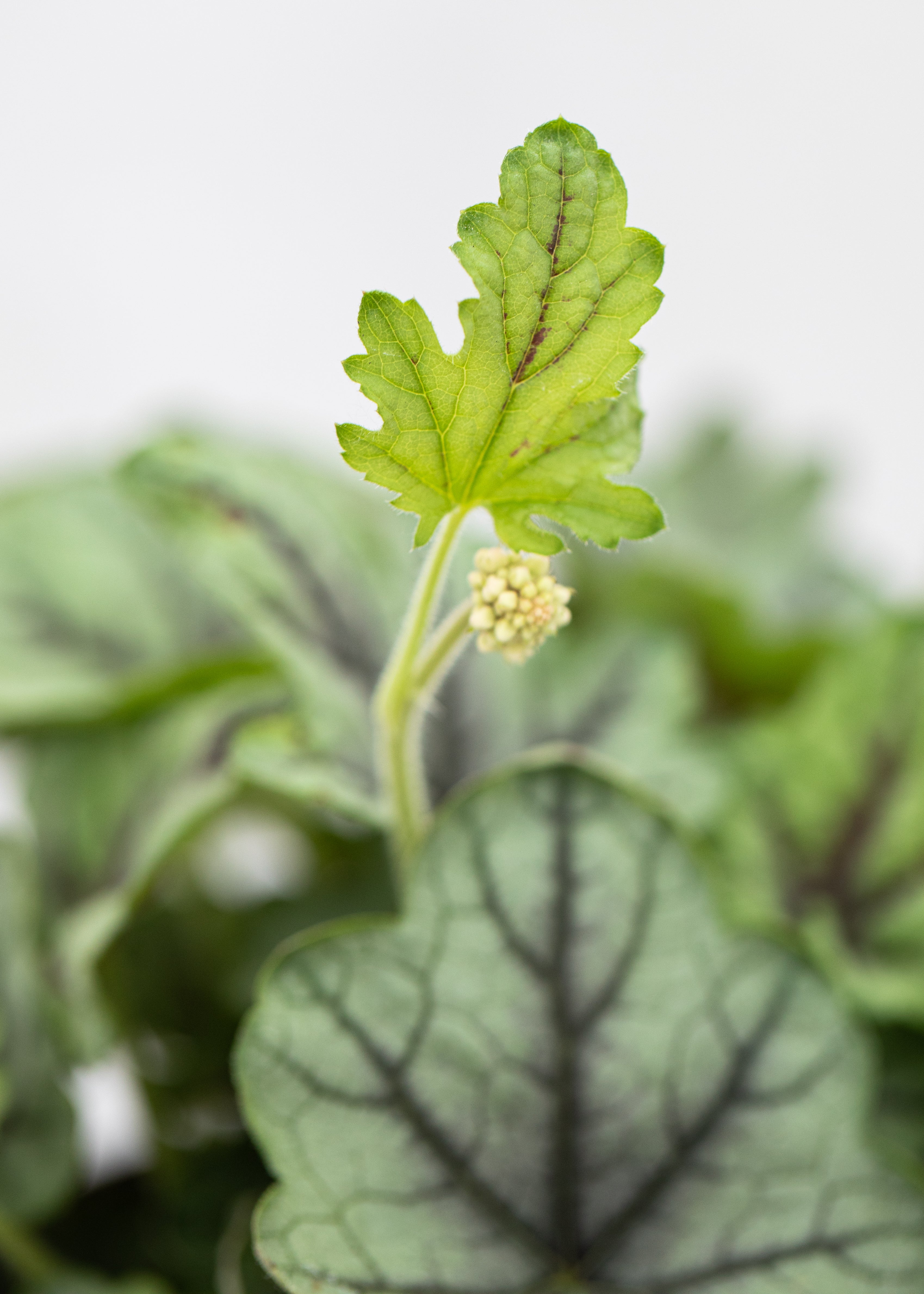 Heucherella 'Pink Fizz'