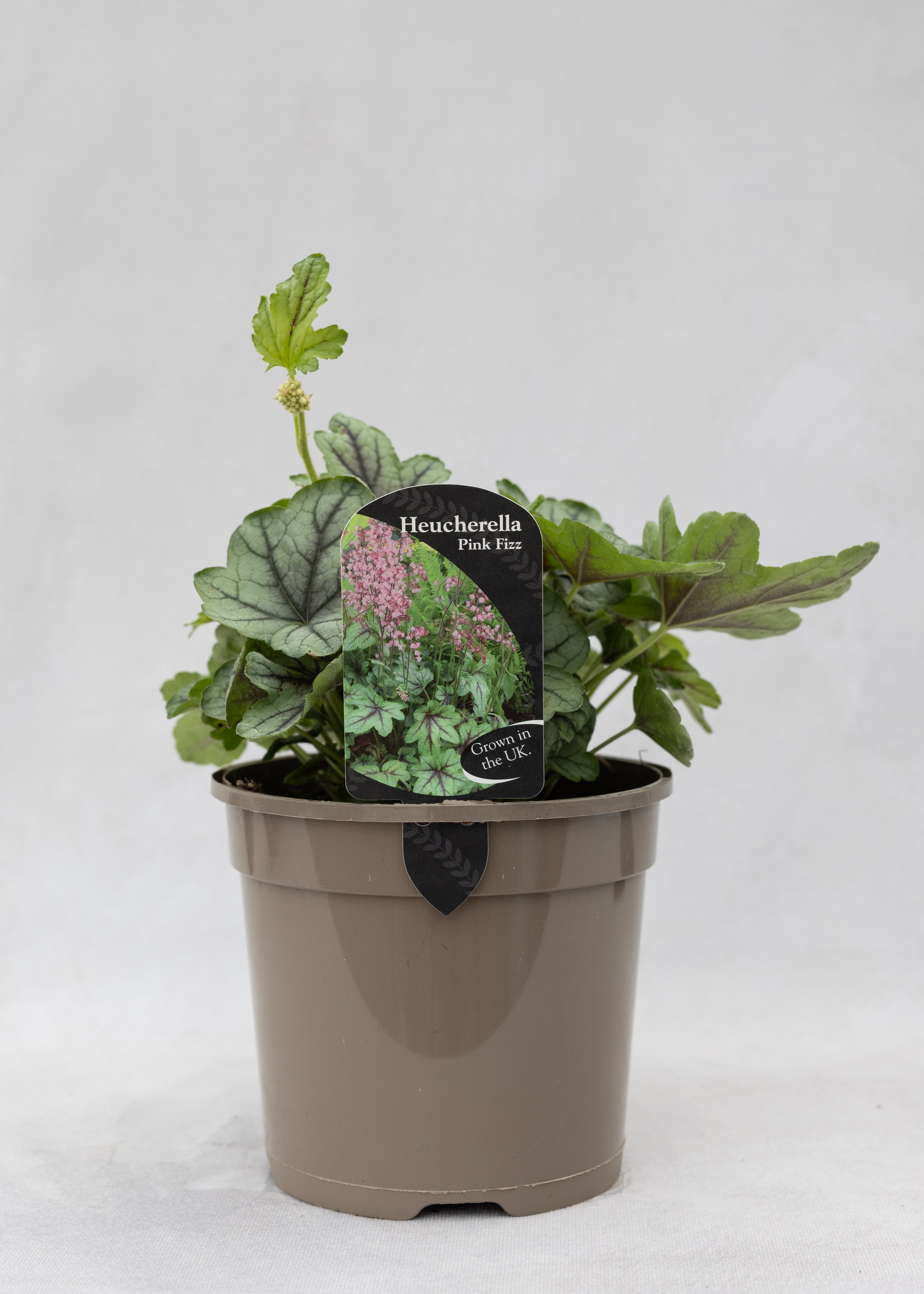 Heucherella 'Pink Fizz'