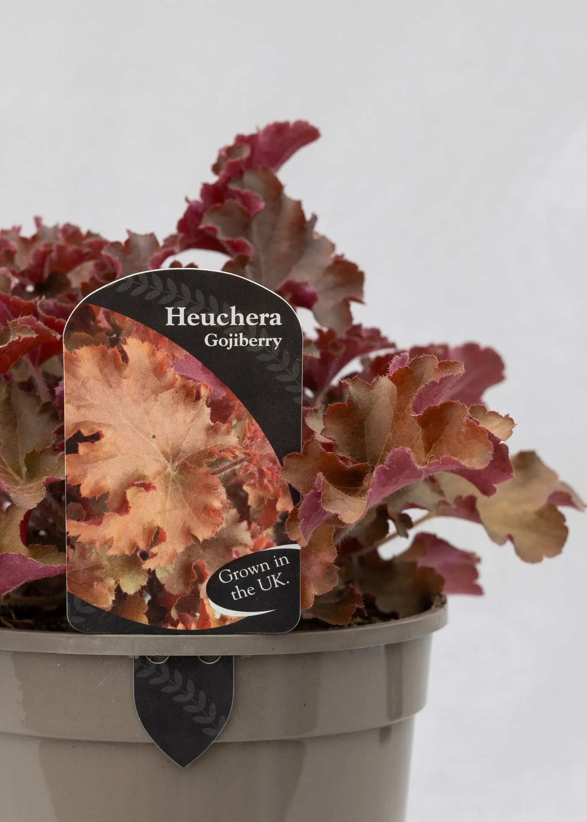 Heuchera 'Gojiberry'