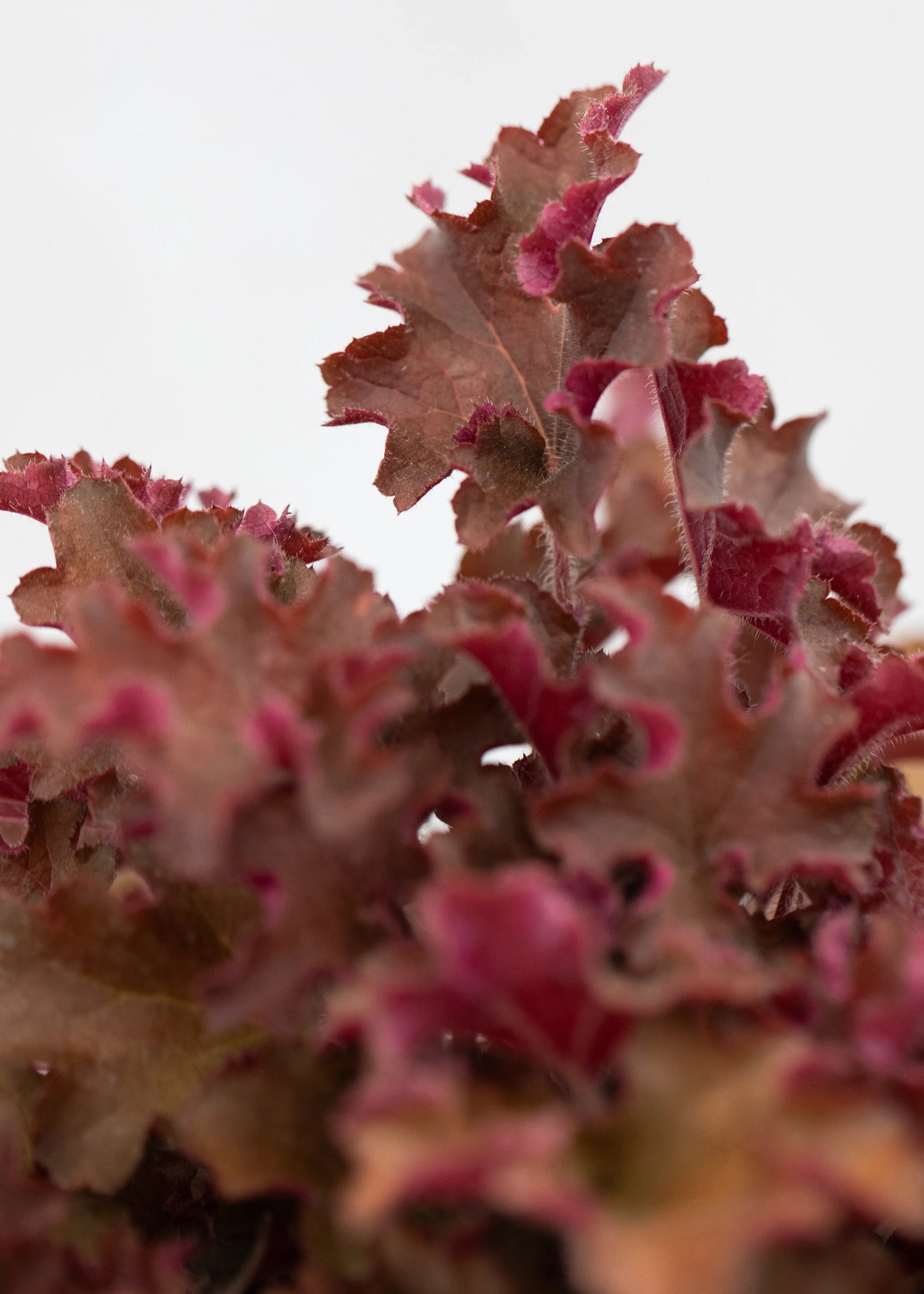 Heuchera 'Gojiberry'