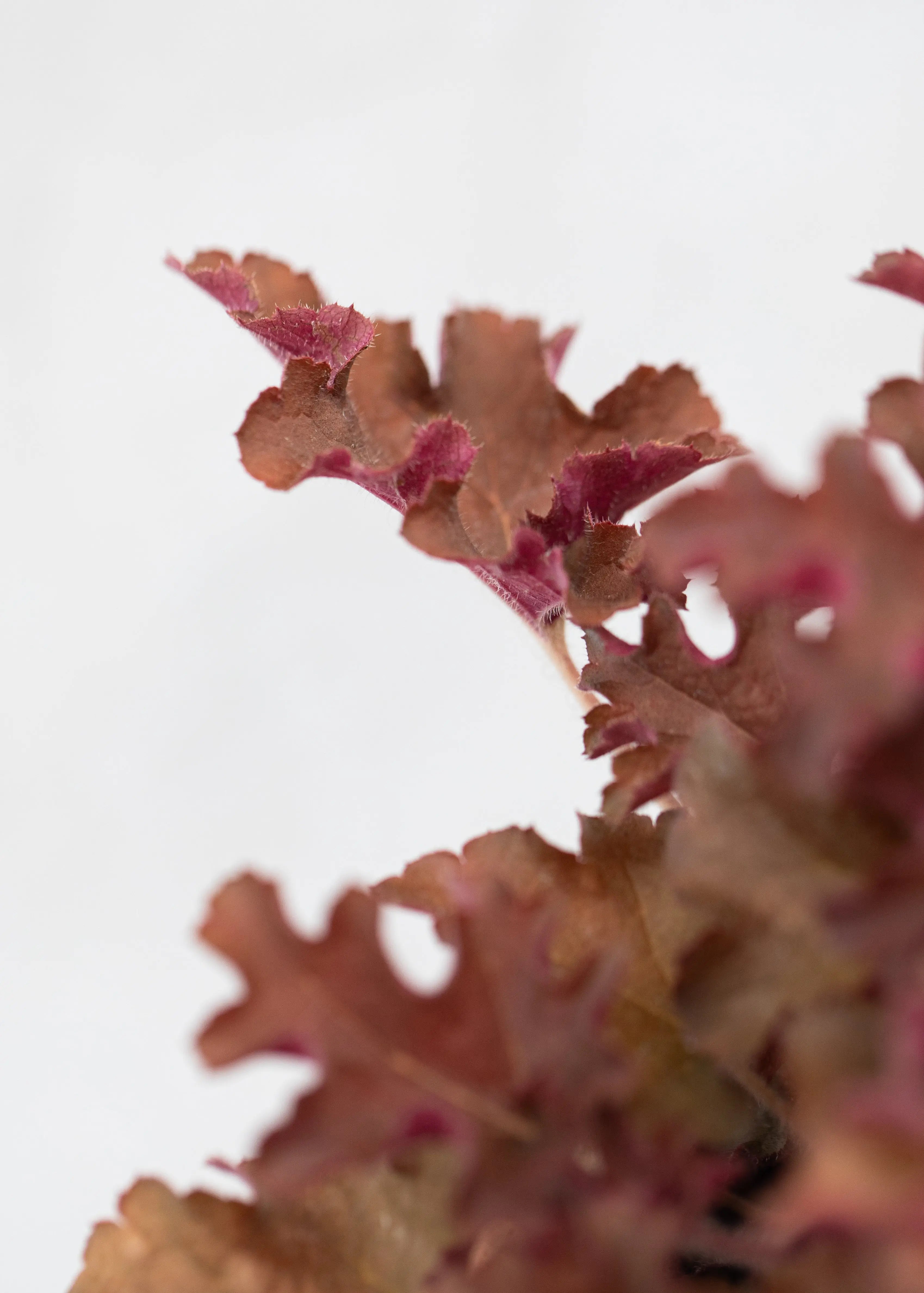 Heuchera 'Gojiberry'
