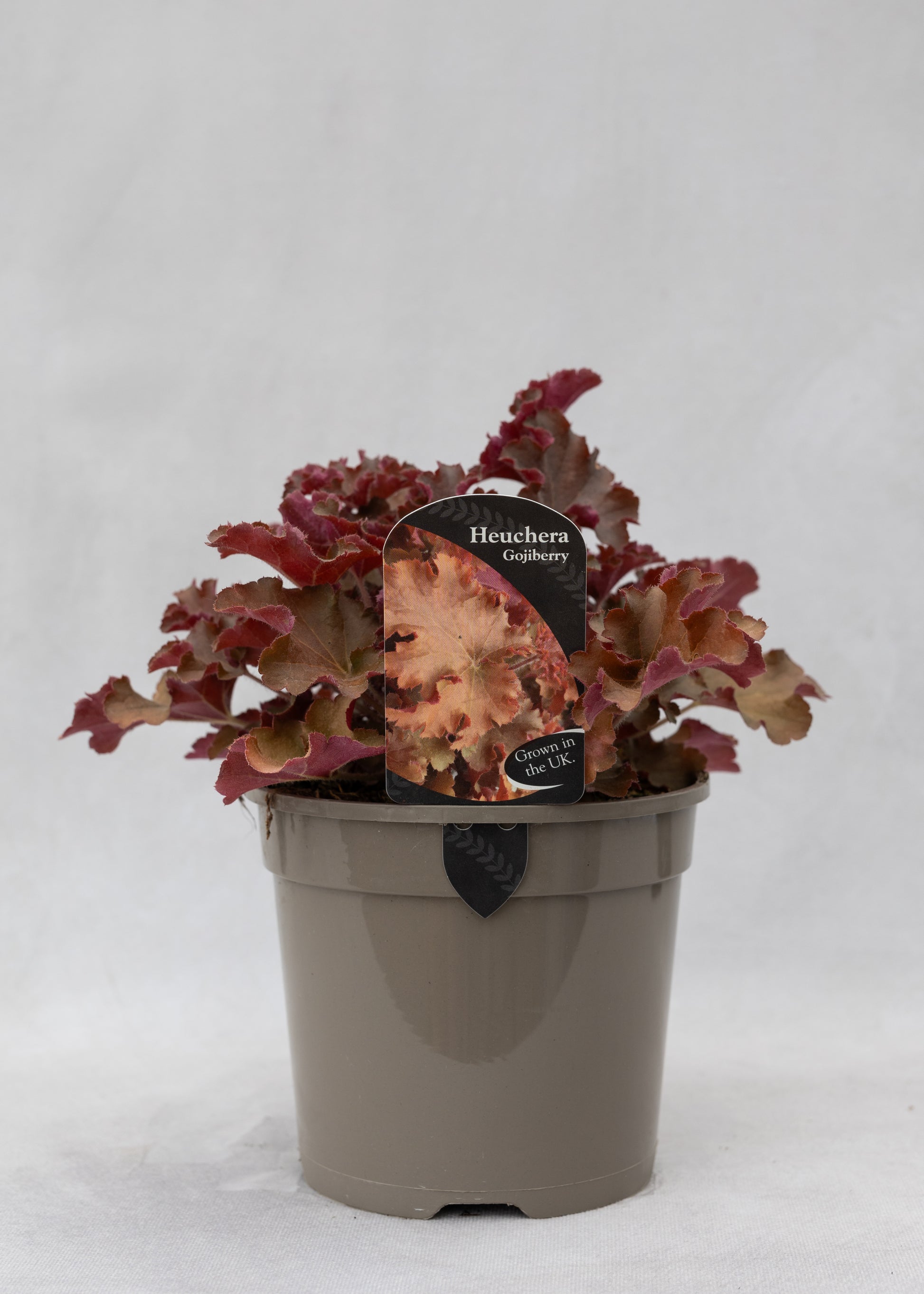 Heuchera 'Gojiberry'