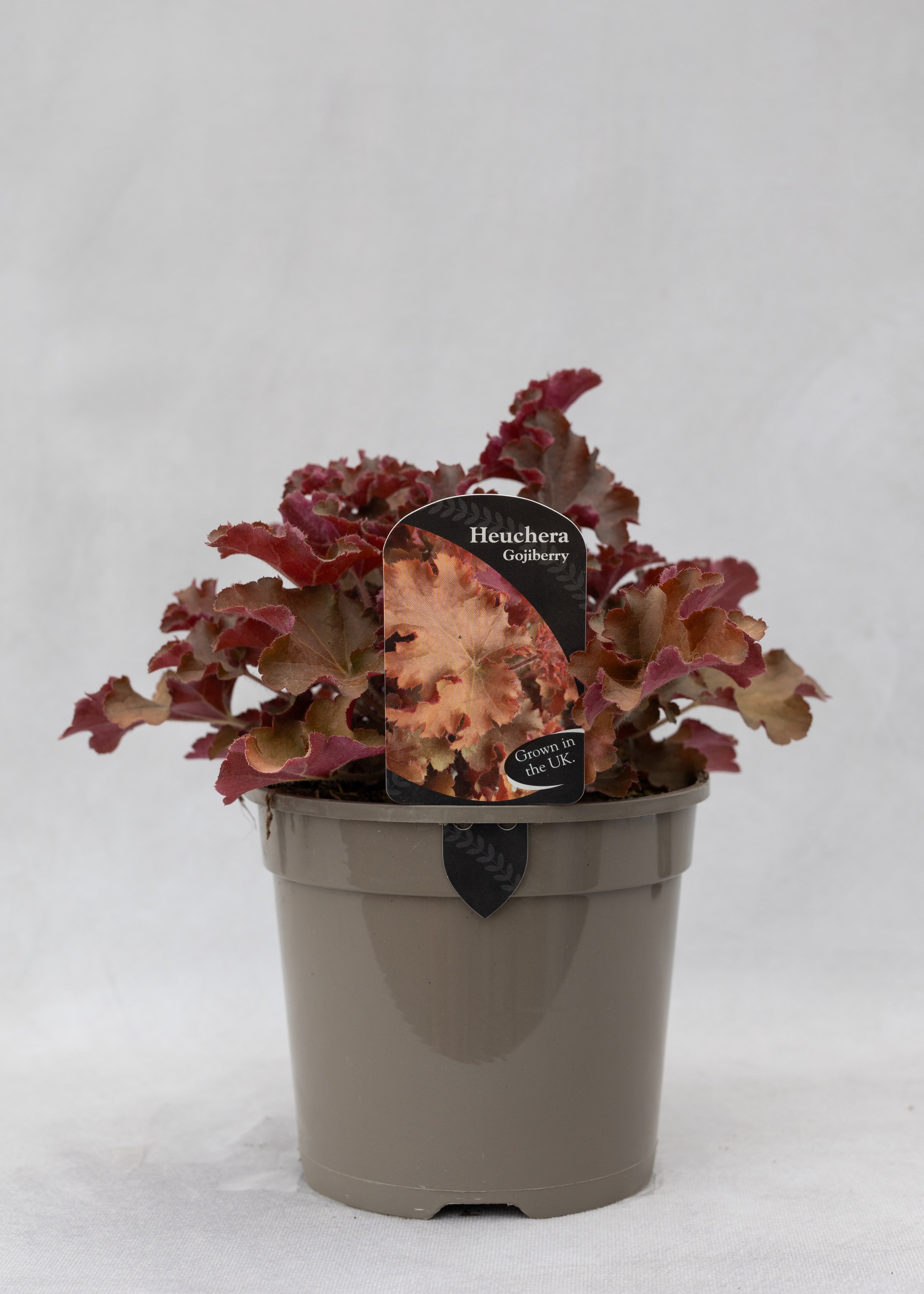 Heuchera 'Gojiberry'