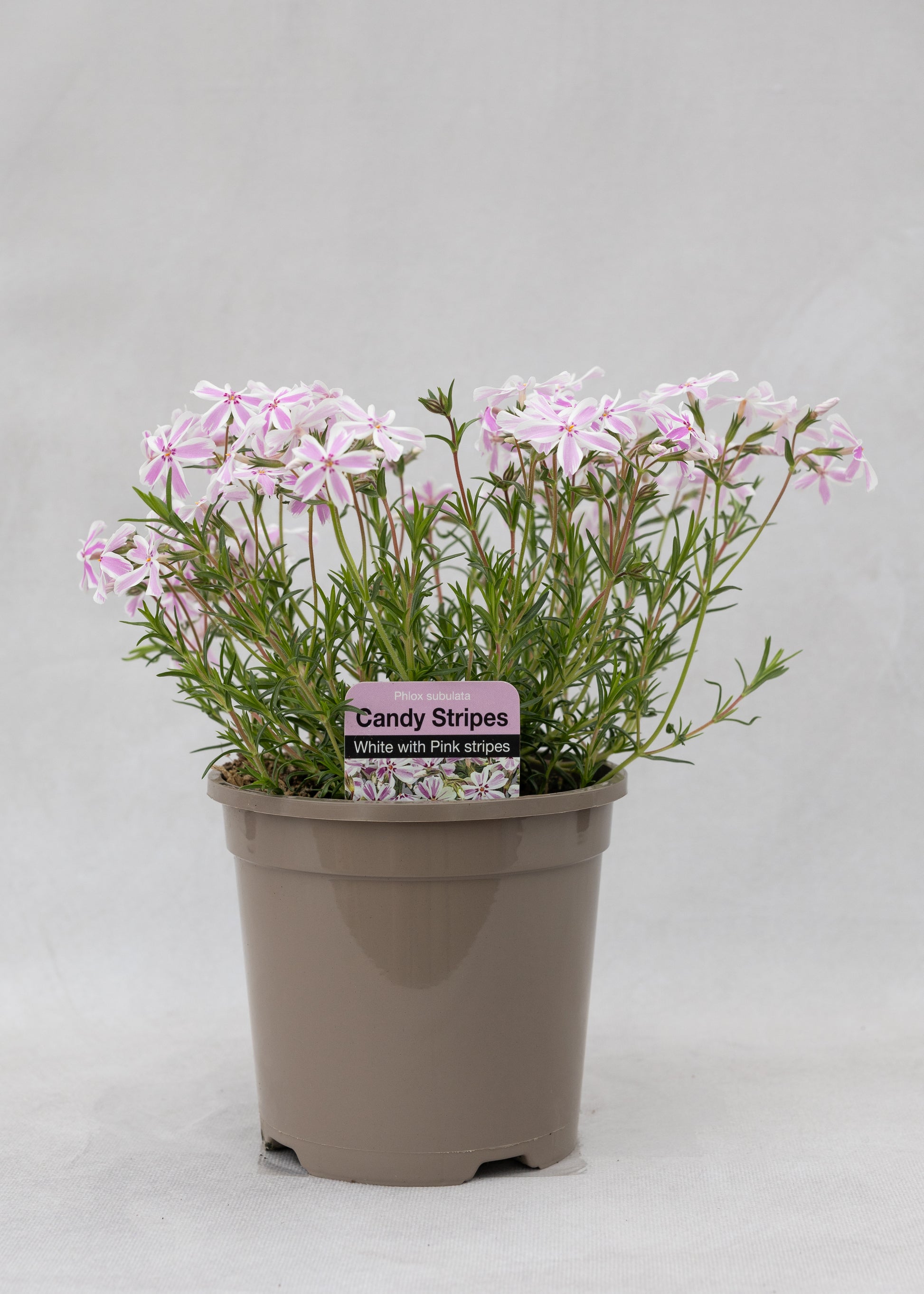 Phlox subulata 'Candy Stripes'