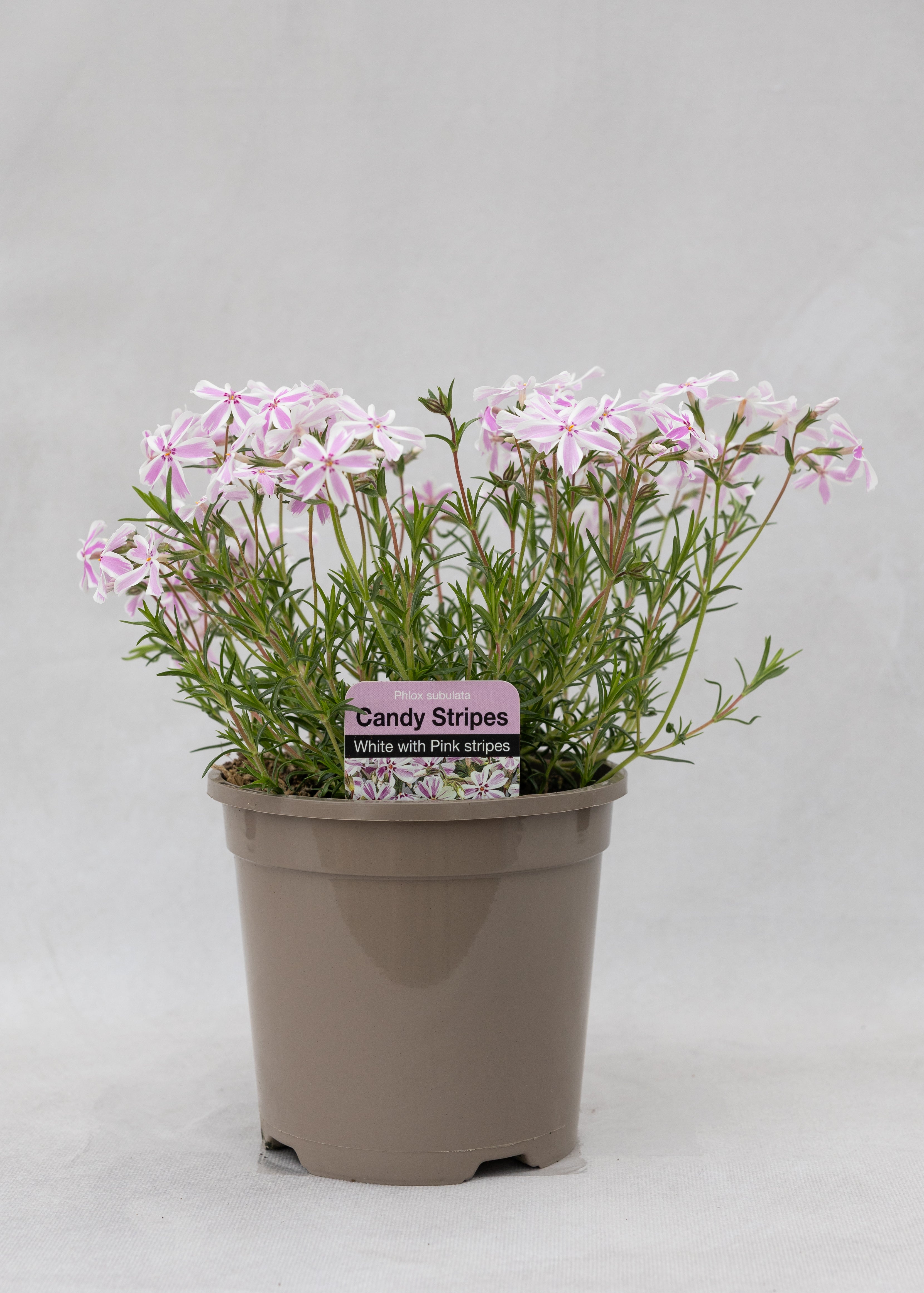 Phlox subulata 'Candy Stripes'