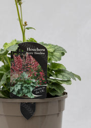 Heuchera 'Berry Timeless'