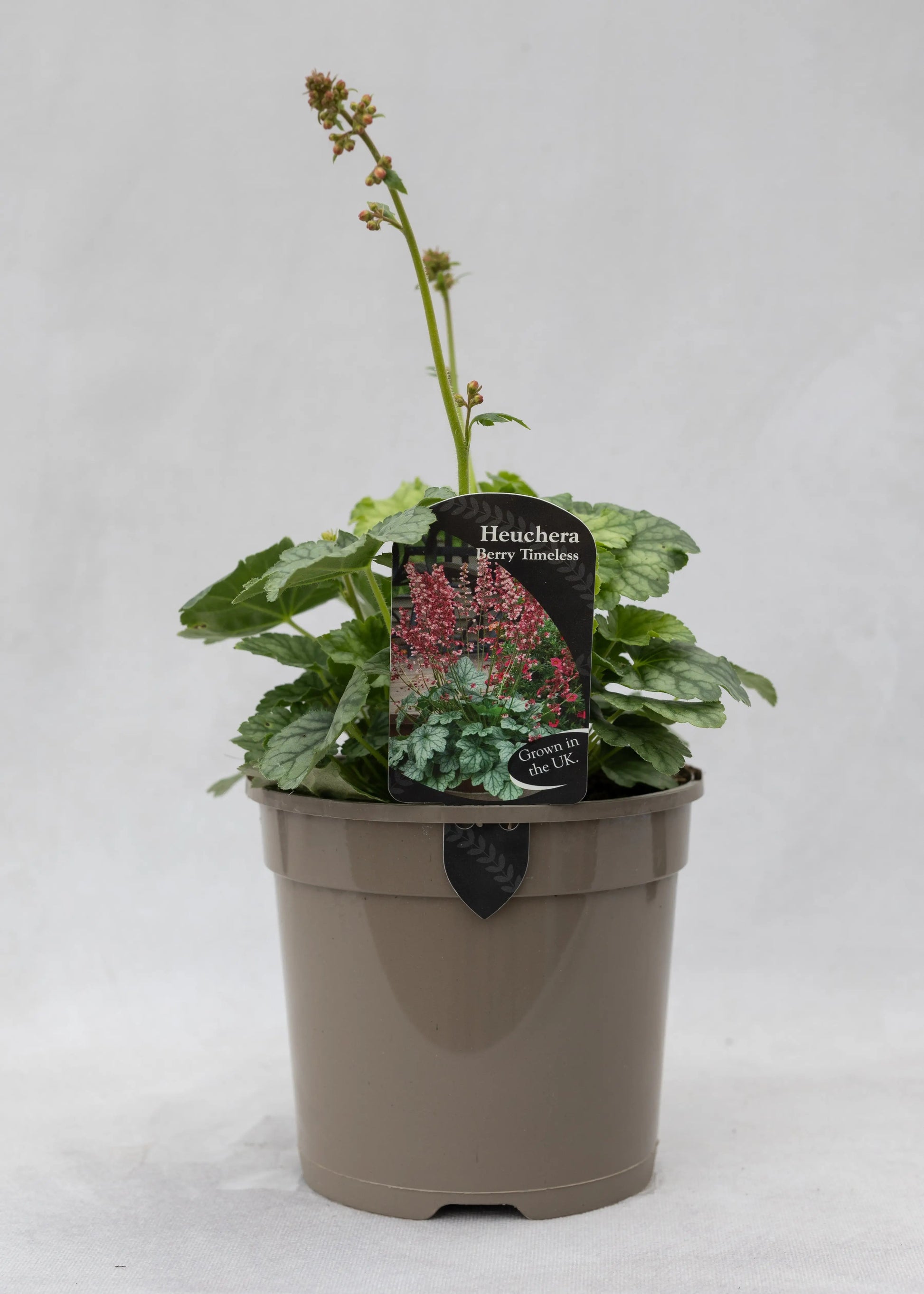 Heuchera 'Berry Timeless'