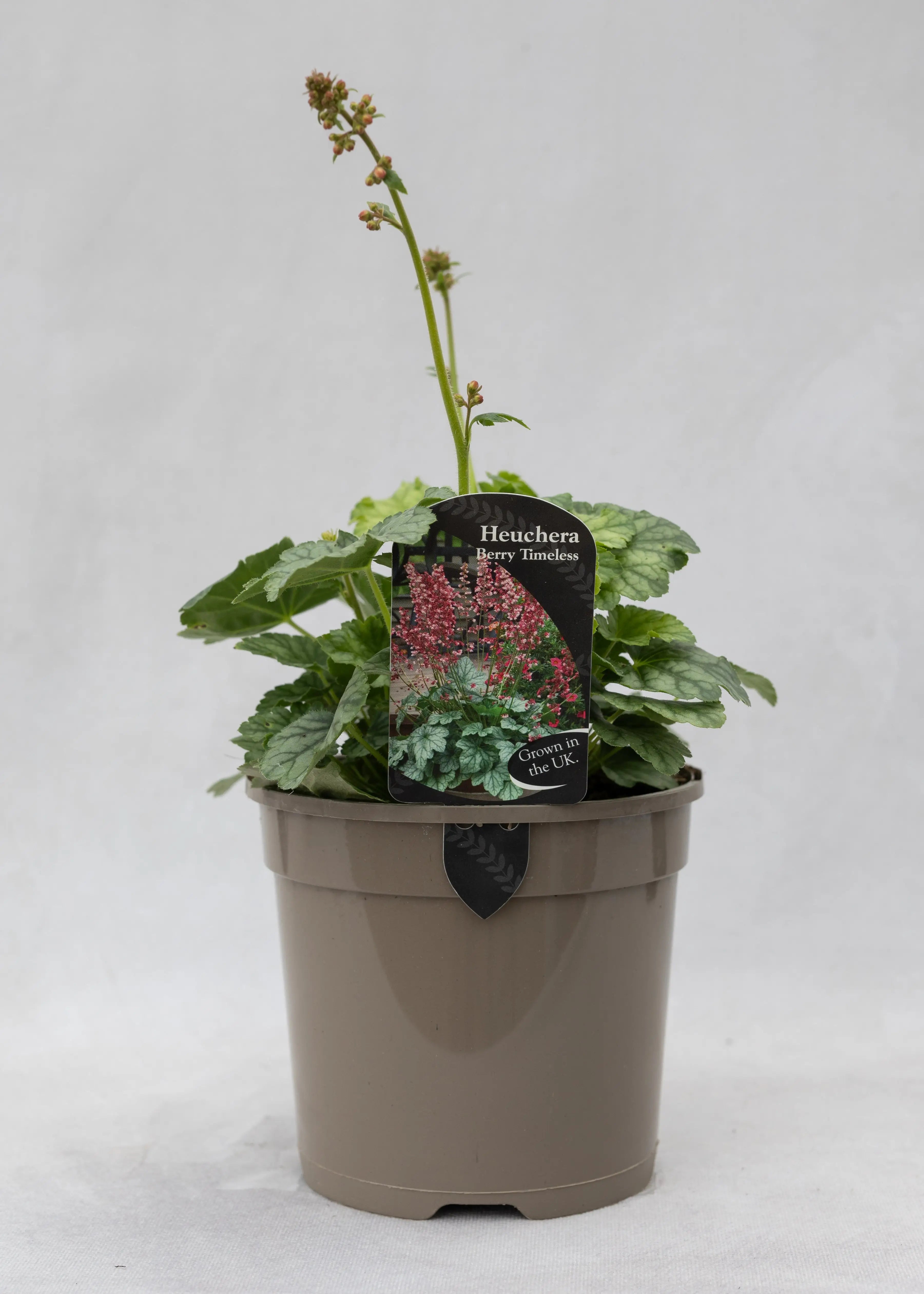 Heuchera 'Berry Timeless'