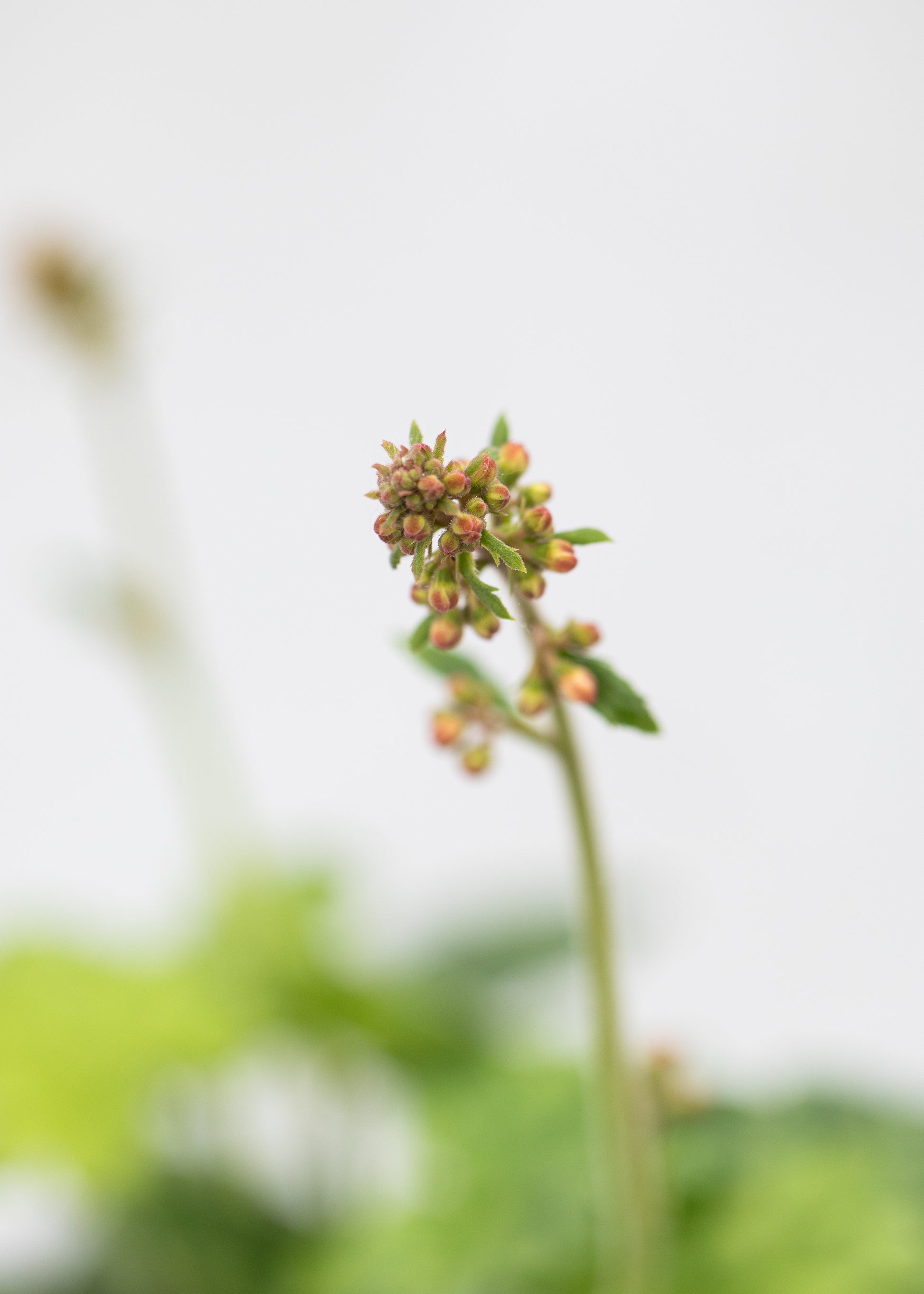 Heuchera 'Berry Timeless'