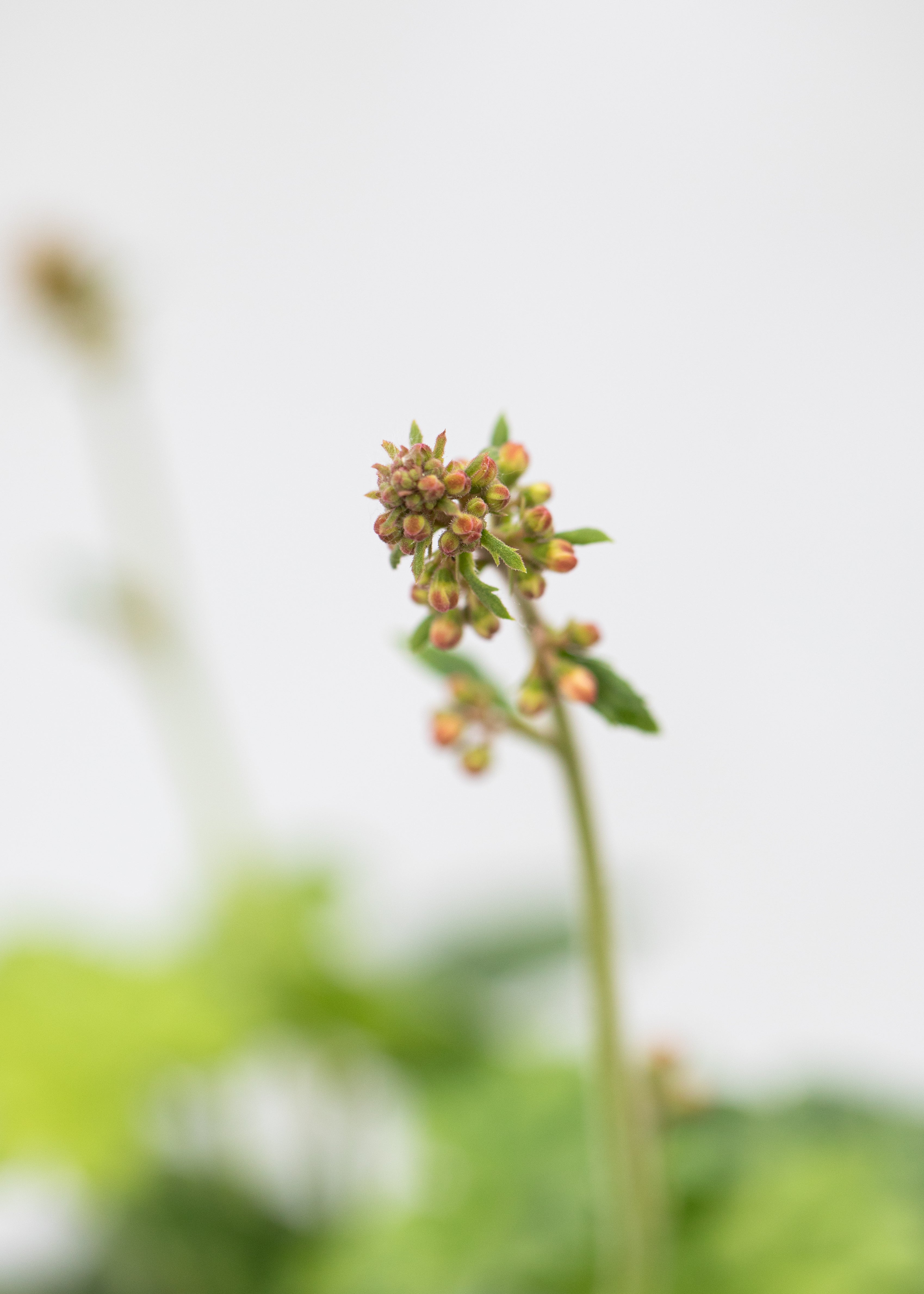 Heuchera 'Berry Timeless'