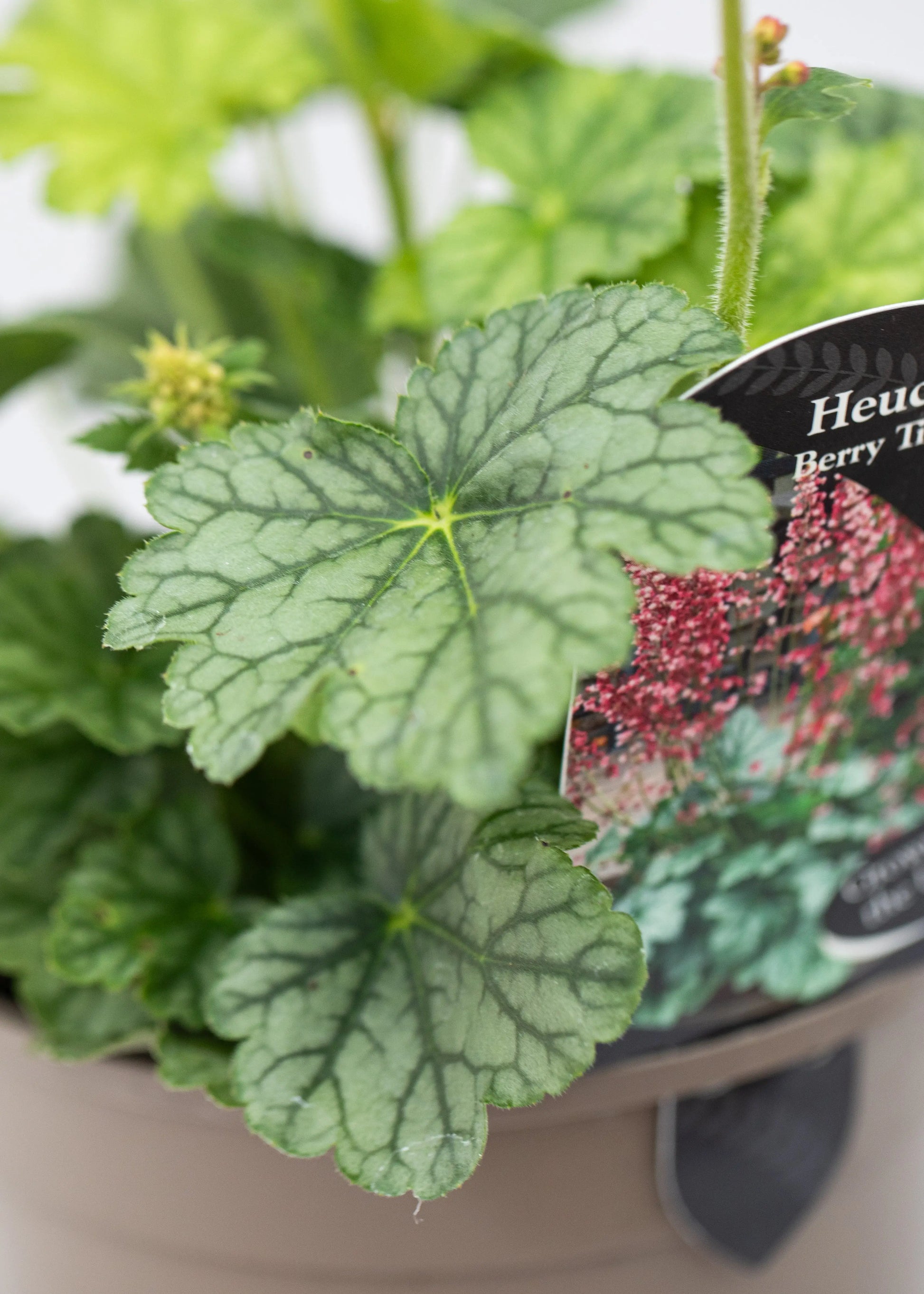 Heuchera 'Berry Timeless'