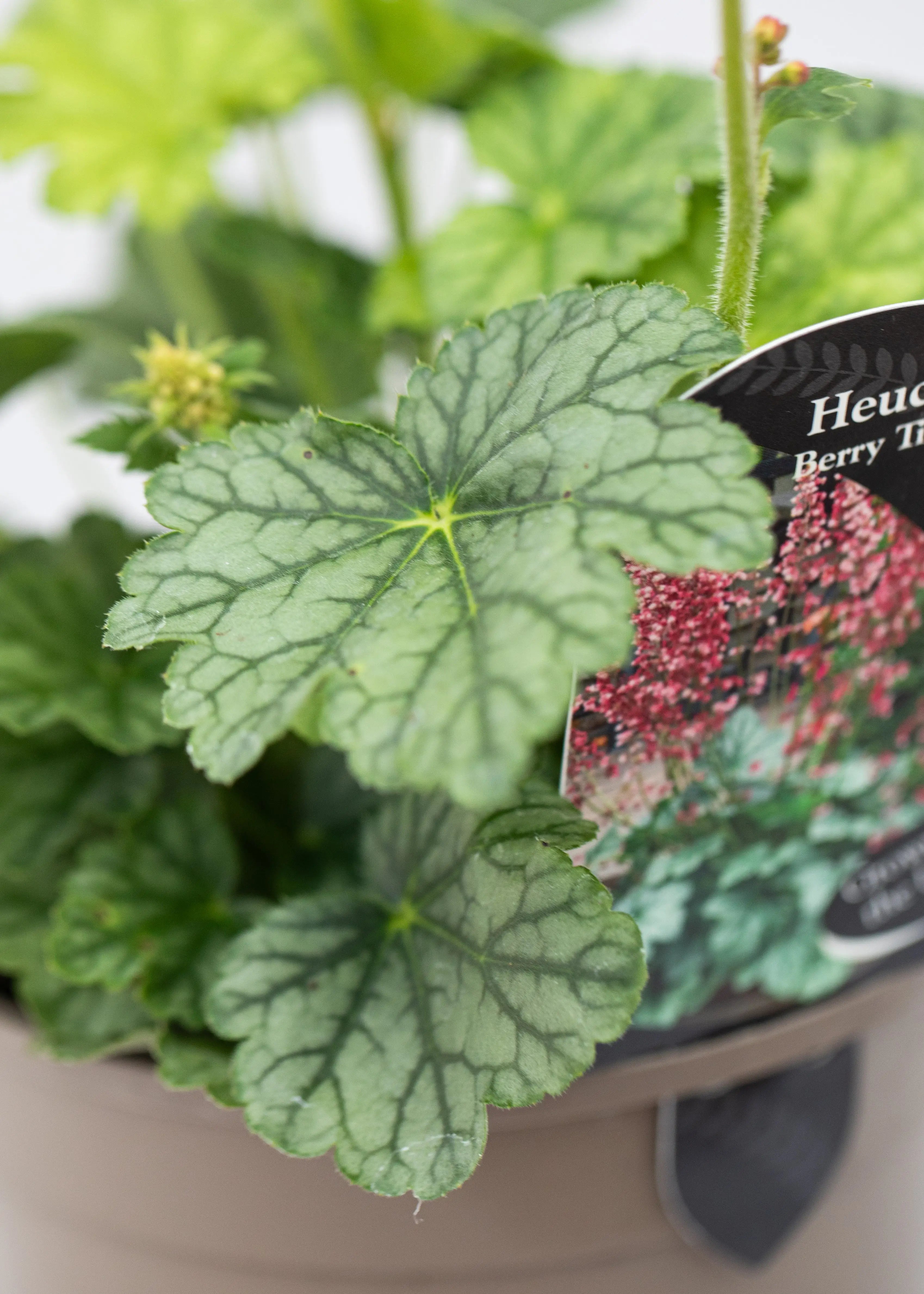 Heuchera 'Berry Timeless'