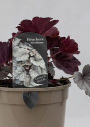 Heuchera 'Silverberry'