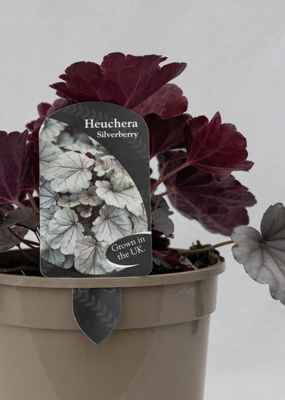 Heuchera 'Silverberry'