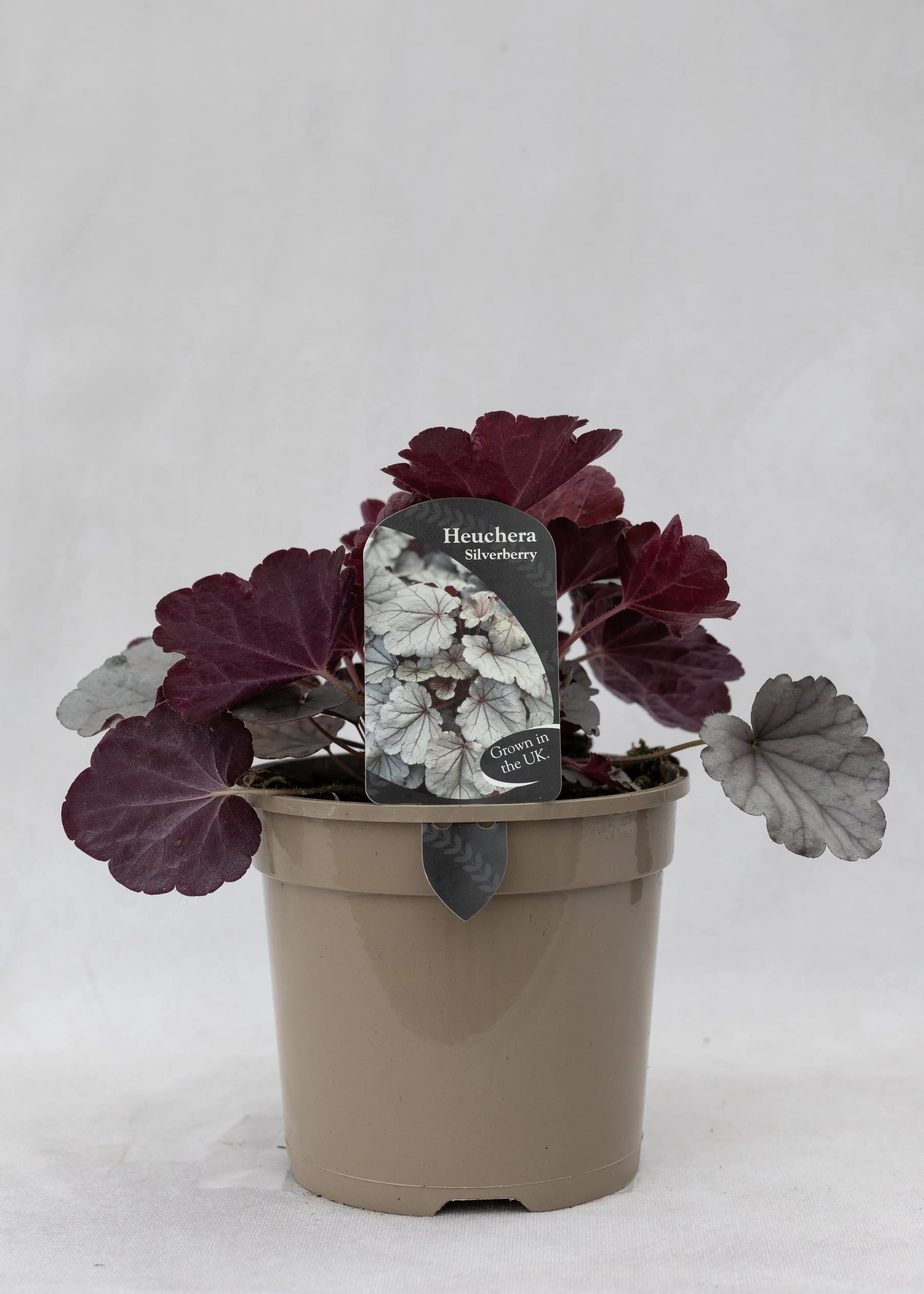 Heuchera 'Silverberry'