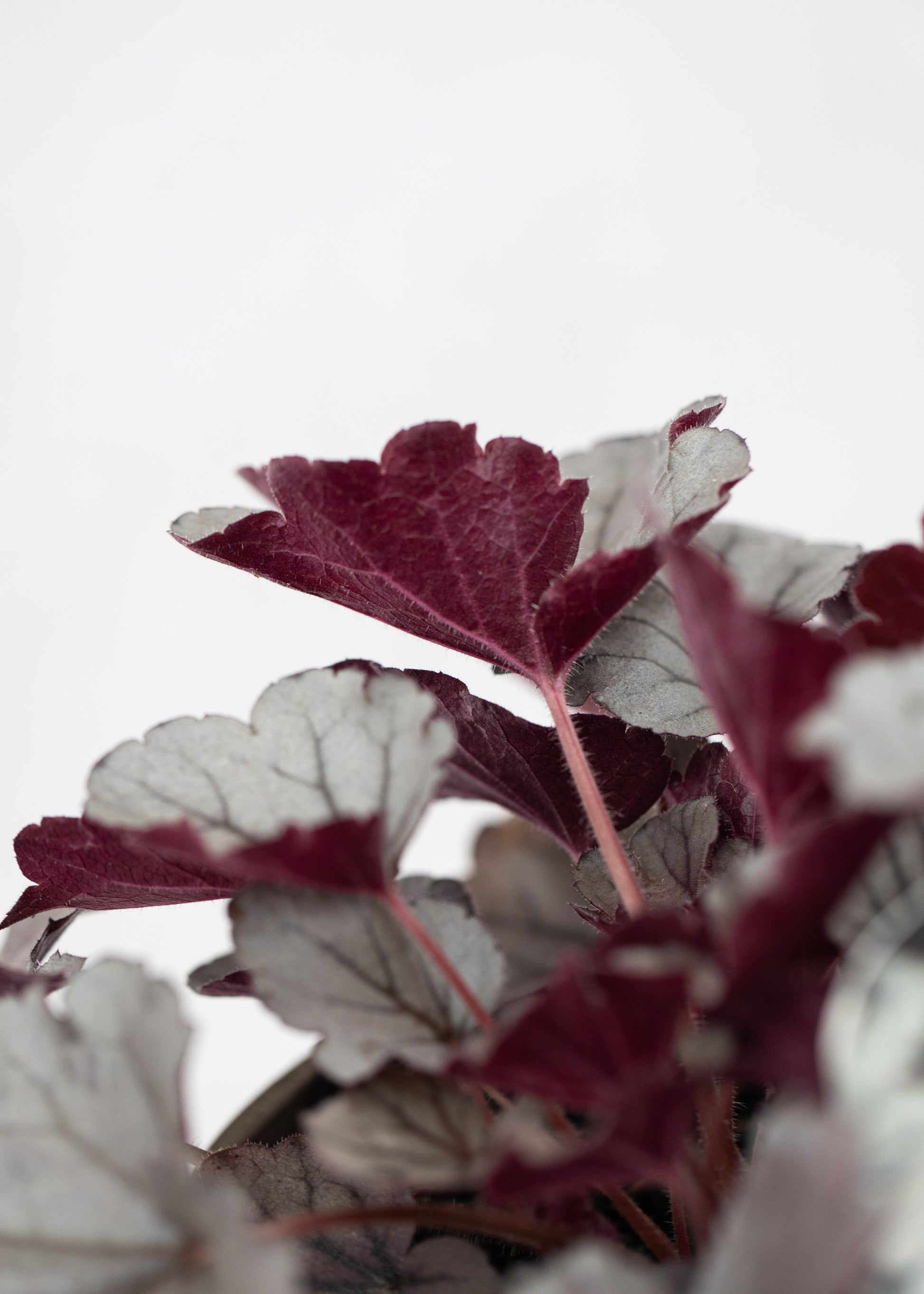 Heuchera 'Silverberry'