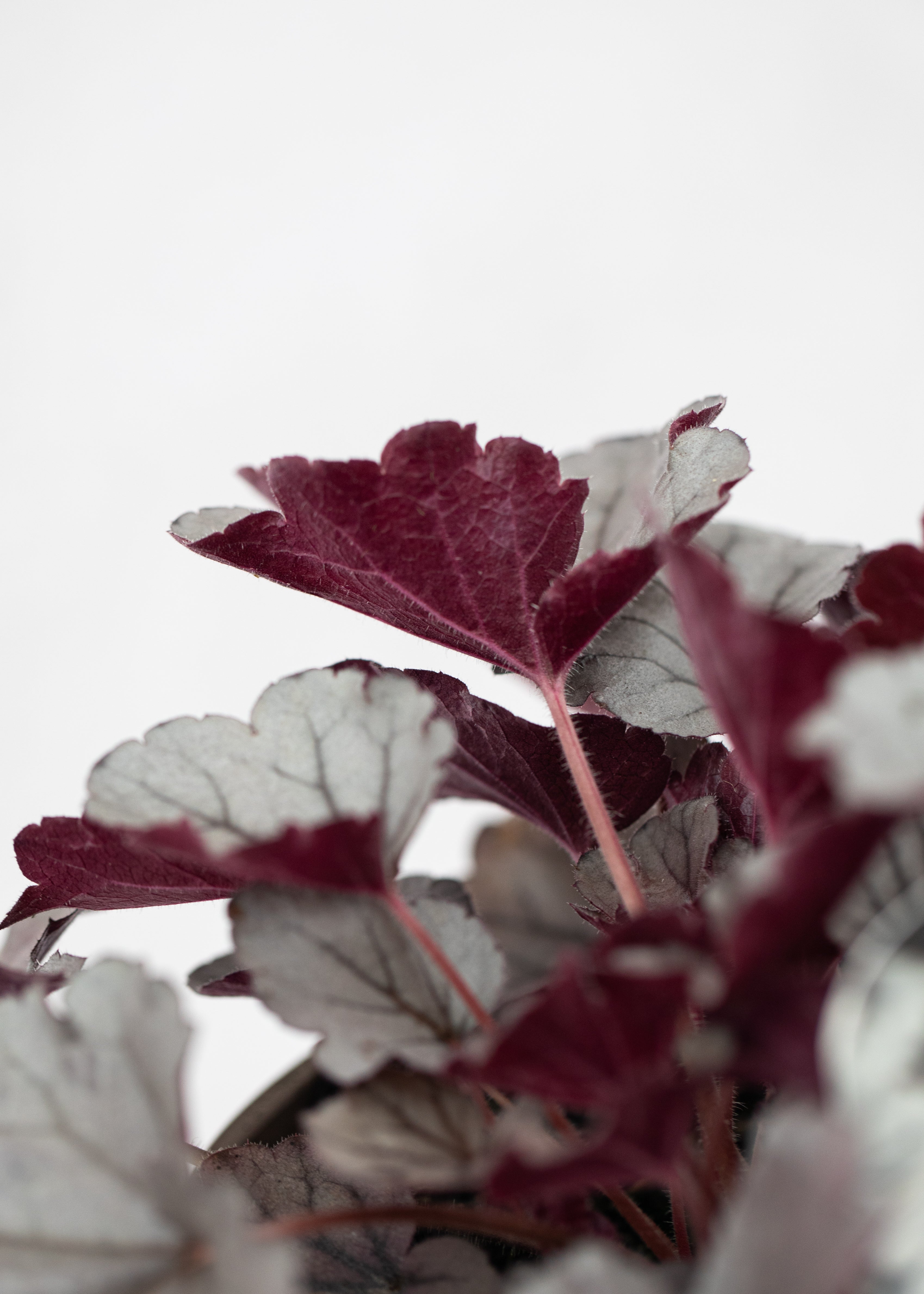 Heuchera 'Silverberry'