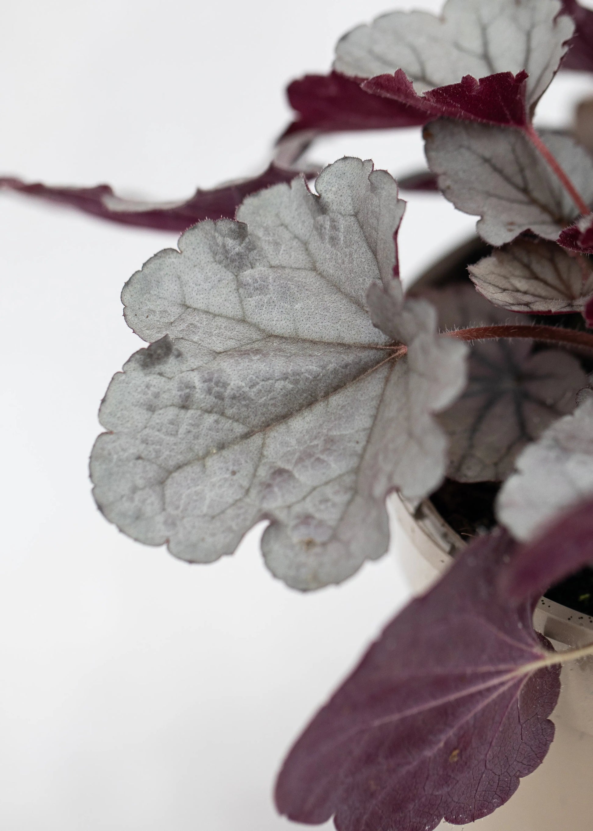 Heuchera 'Silverberry'