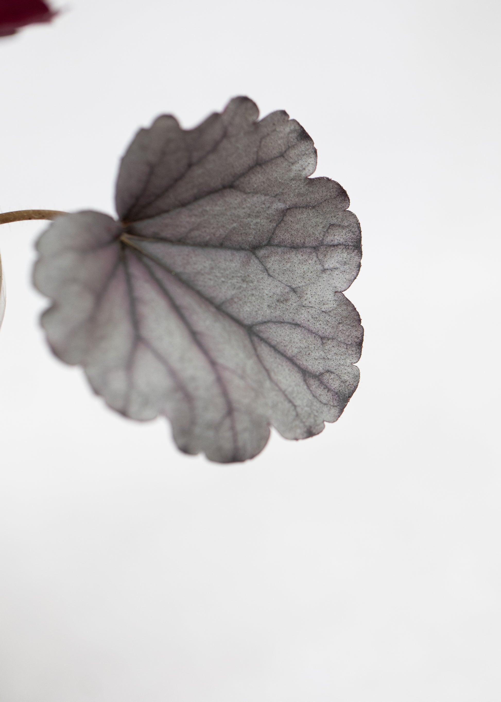 Heuchera 'Silverberry'