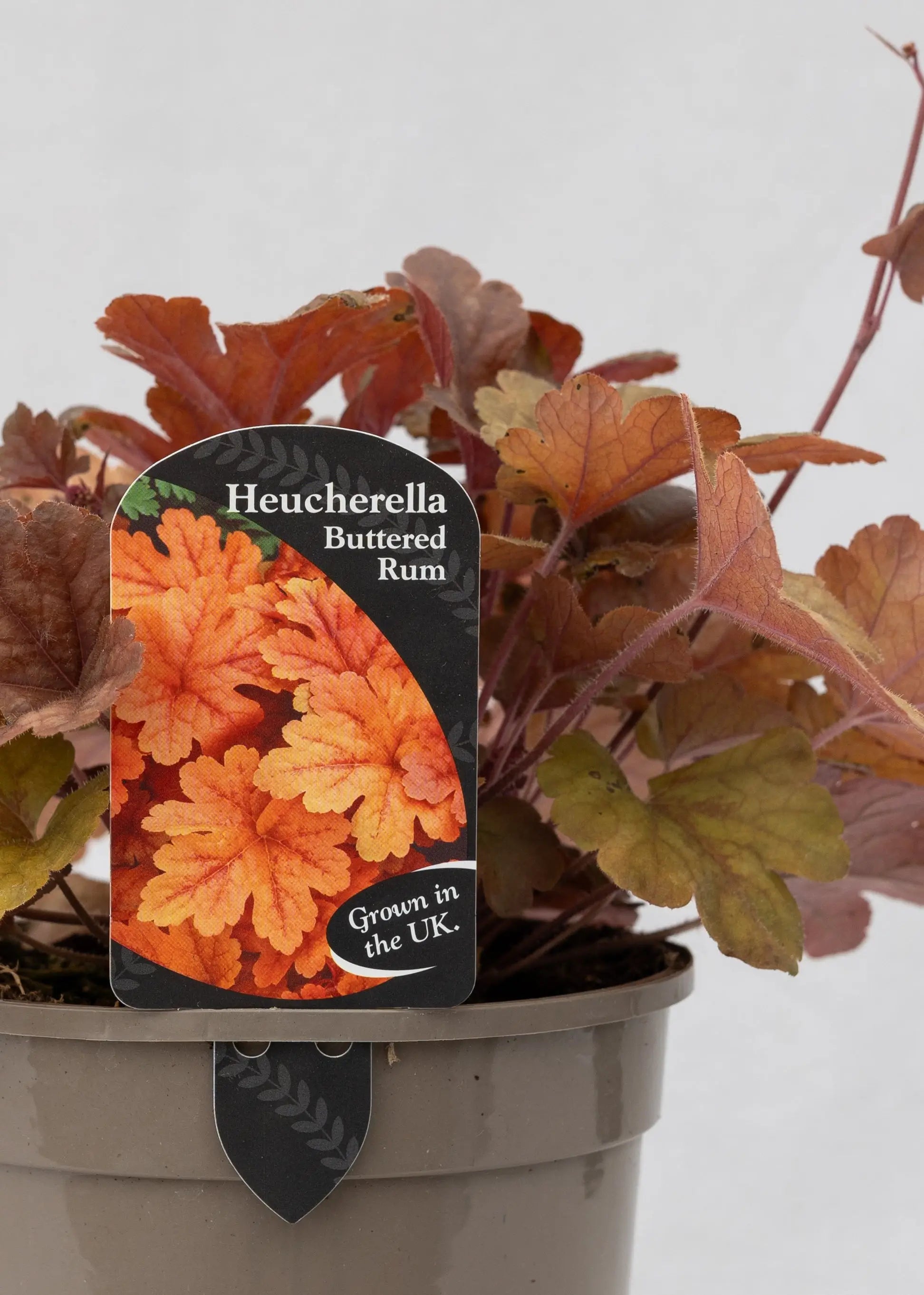 Heucherella 'Buttered Rum'